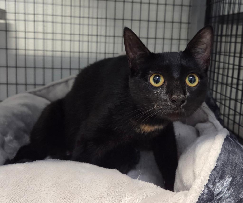 Toph, Adoptable, Young Female Domestic Short Hair.