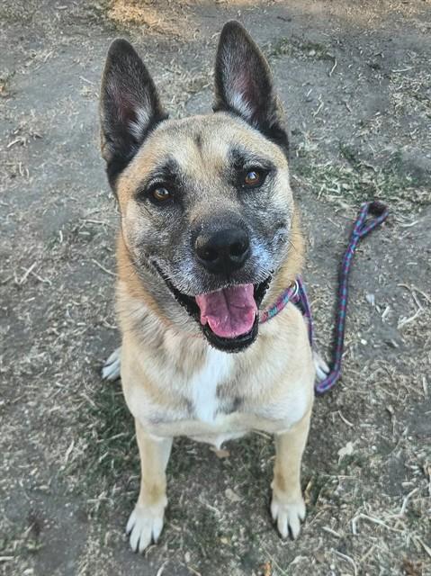 DUKE, Adoptable, Adult Male German Shepherd Dog & Akita.