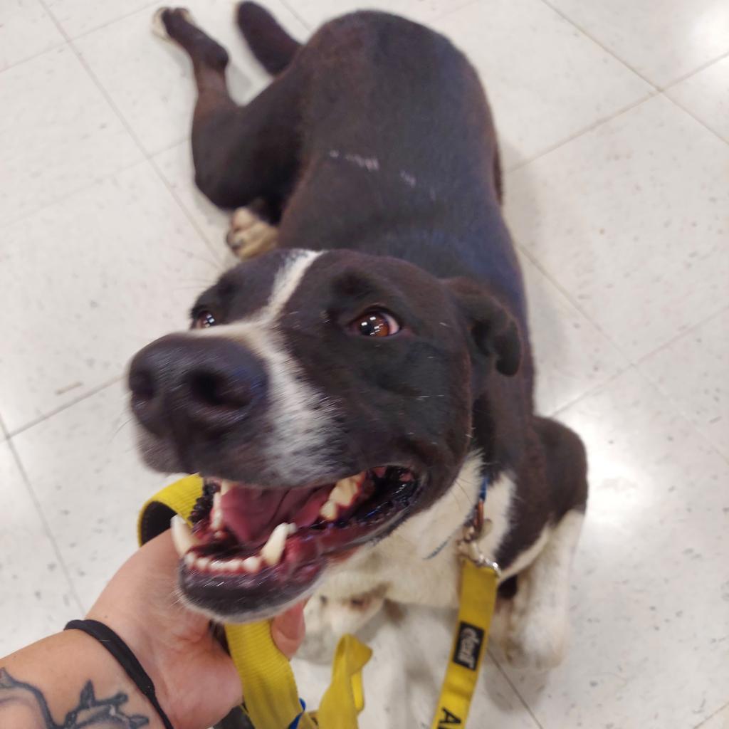 Enlarge Bobby JuM, a Adoptable mixed breed in Austin, TX image 6/6