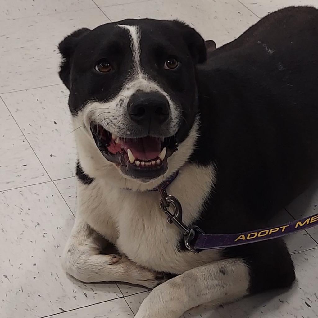 Enlarge Bobby JuM, a Adoptable mixed breed in Austin, TX image 5/6