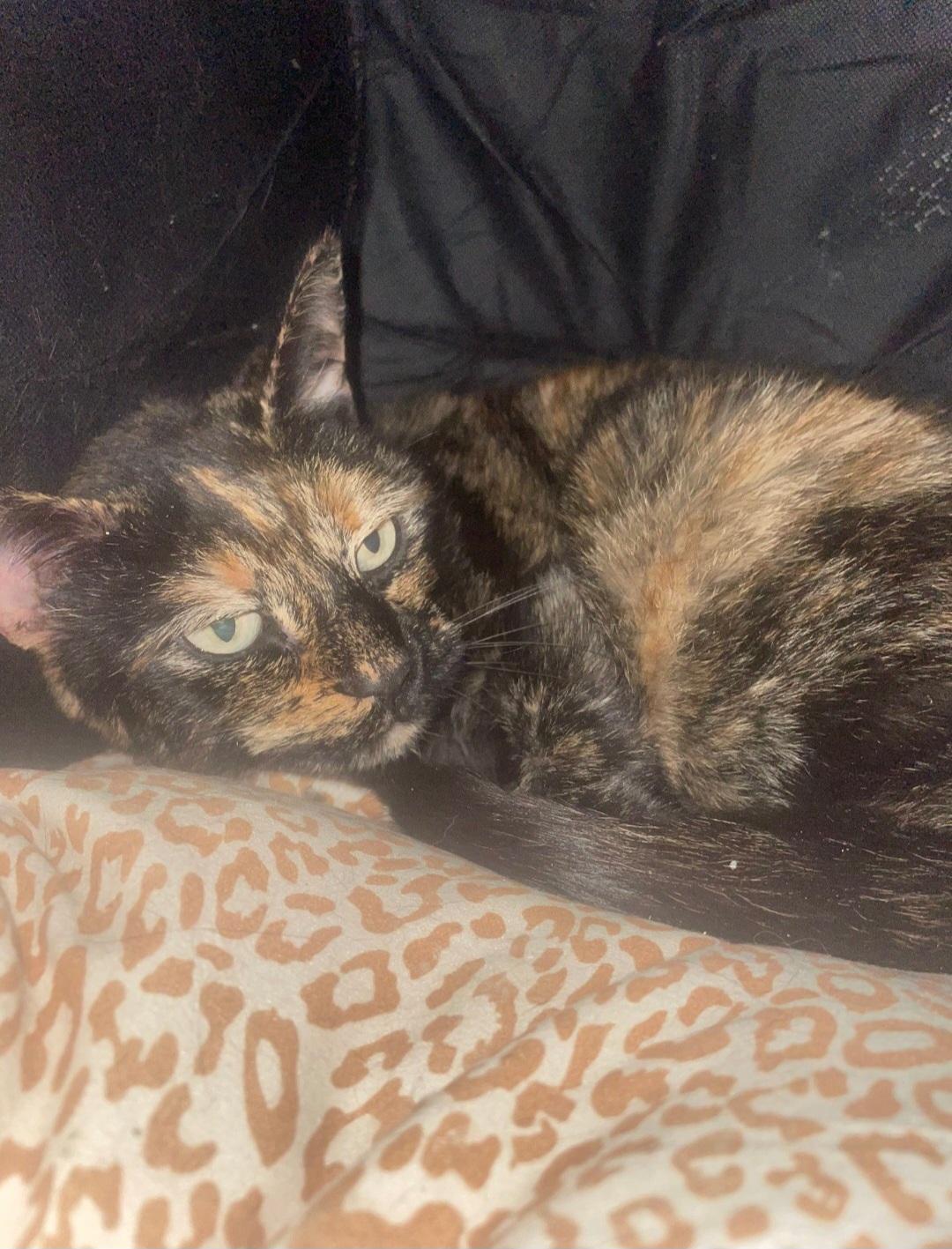 Missy, Adult Female Tortoiseshell
