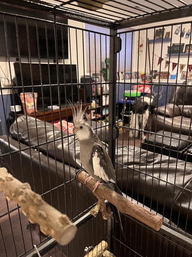Kevin, Adoptable, Adult Male Cockatiel.