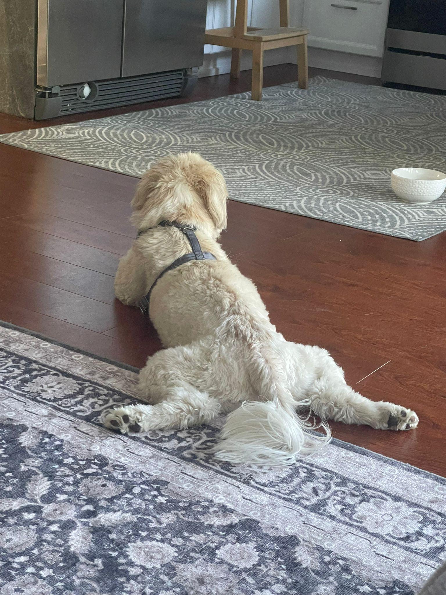 Mr. Cutie Cooper thumbnail 2