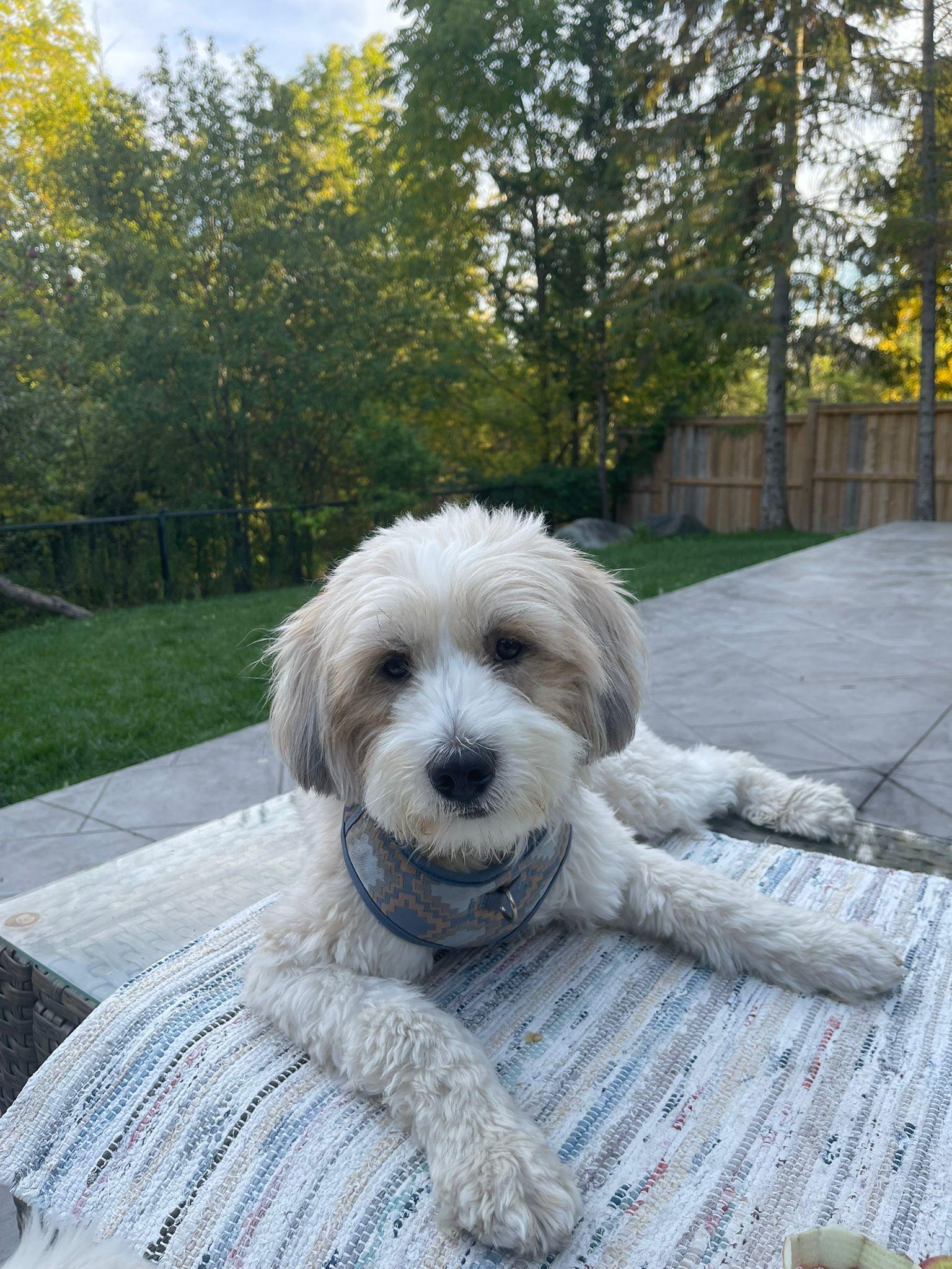 Mr. Cutie Cooper