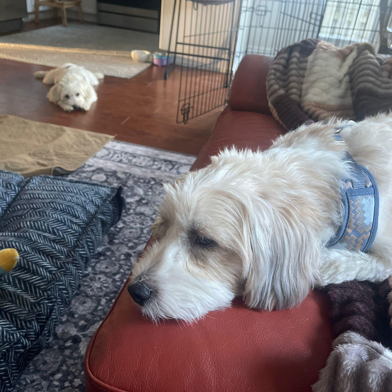 Mr. Cutie Cooper thumbnail 4