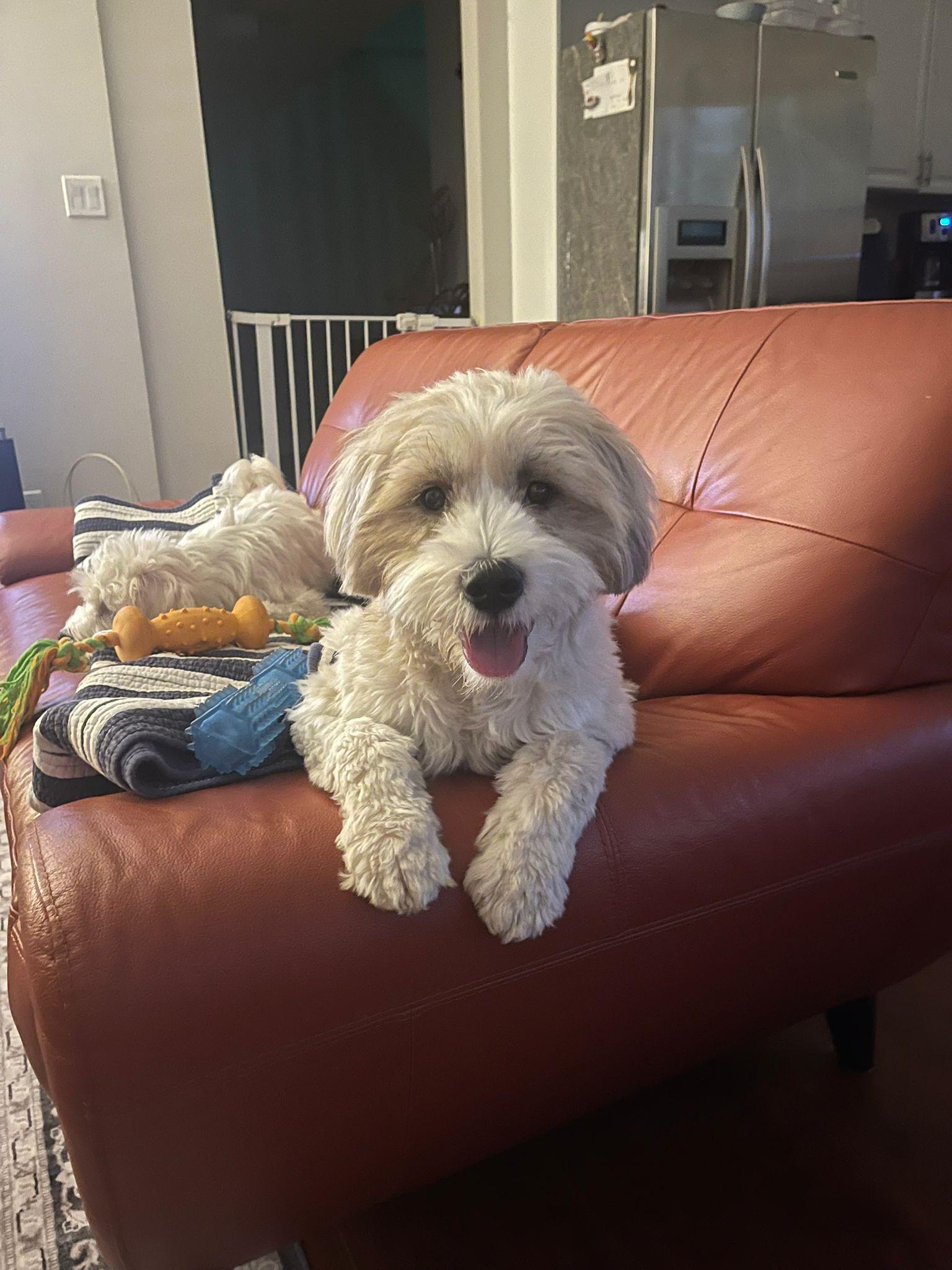 Mr. Cutie Cooper thumbnail 3