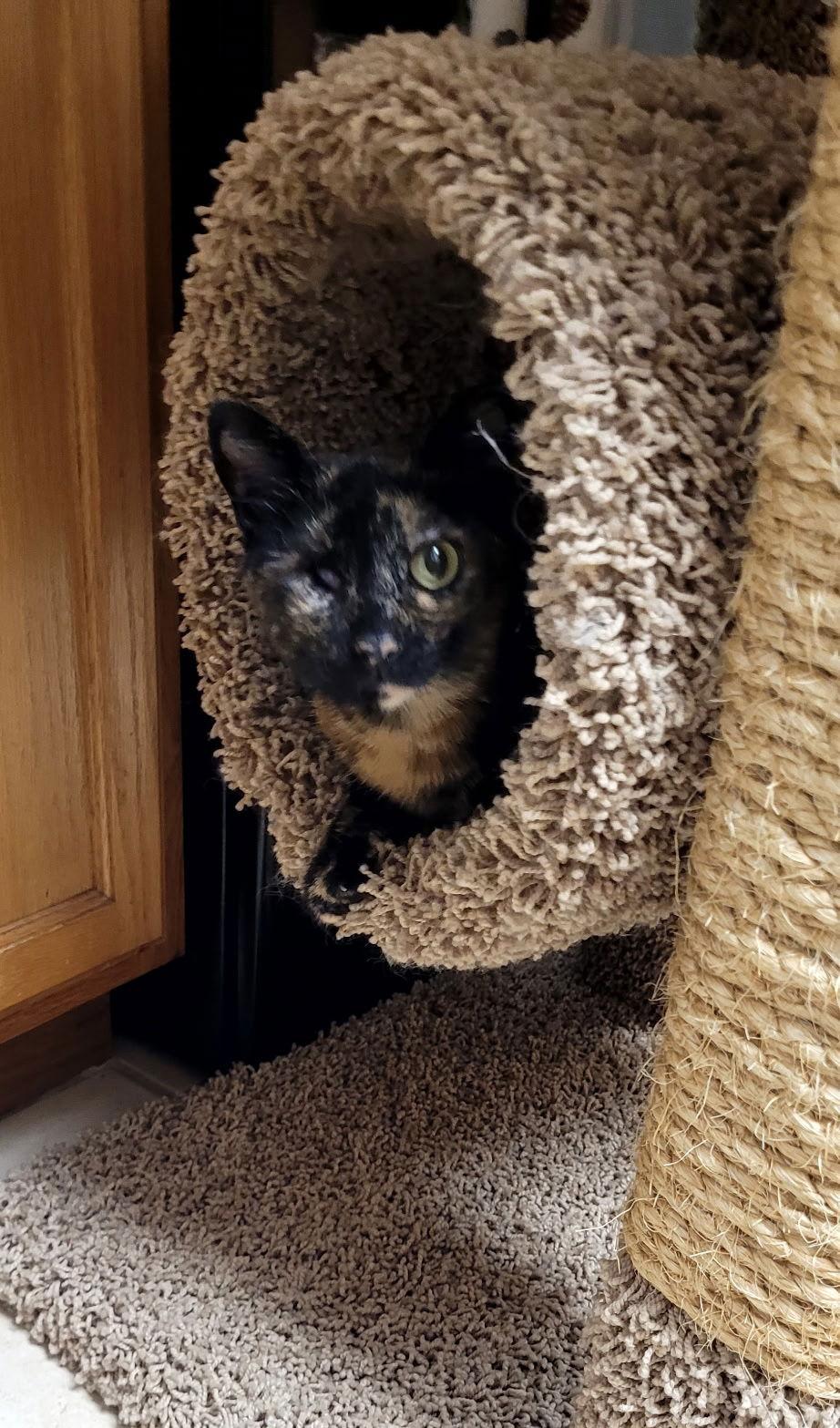 Enlarge Cassie, a Adoptable Domestic Short Hair in Oviedo, FL image 1/3