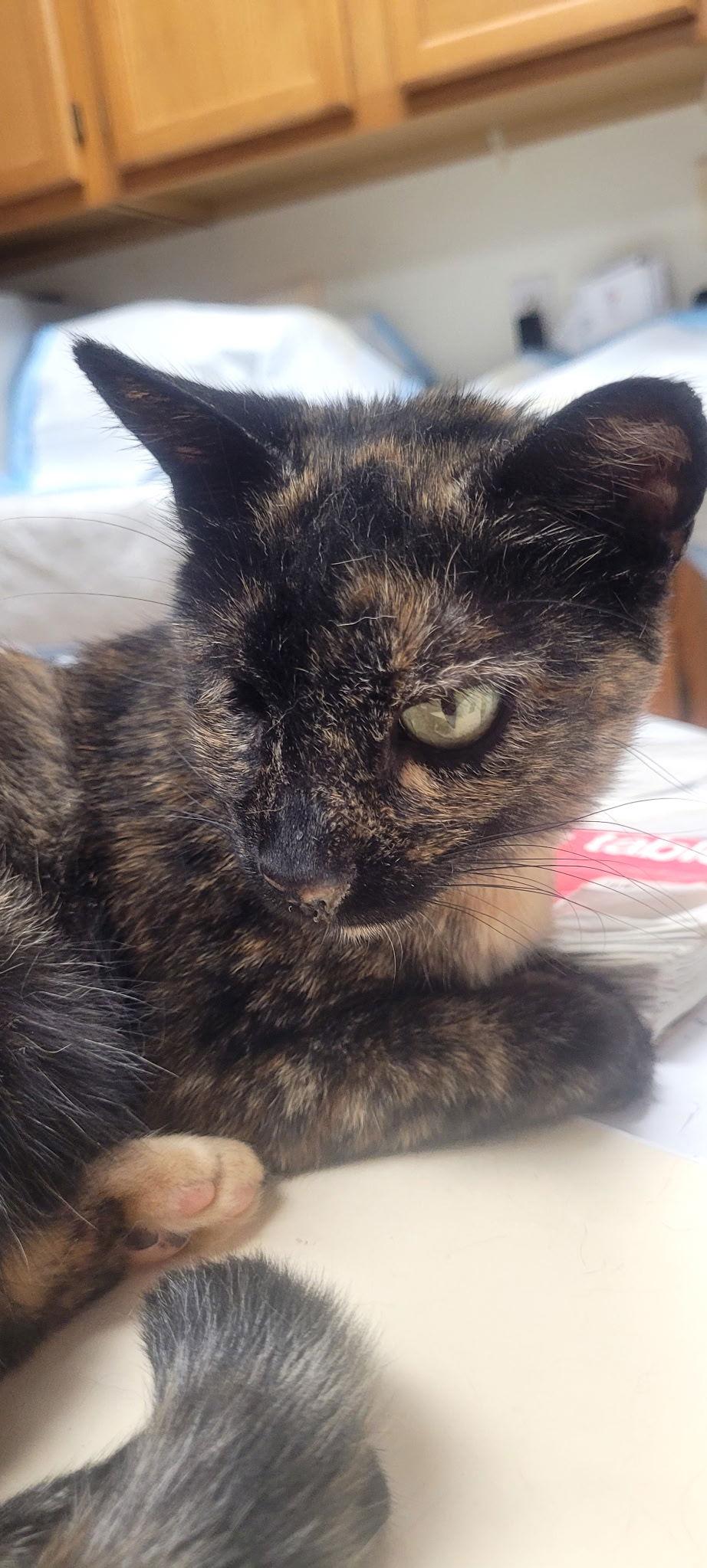 Enlarge Cassie, a Adoptable Domestic Short Hair in Oviedo, FL image 2/3