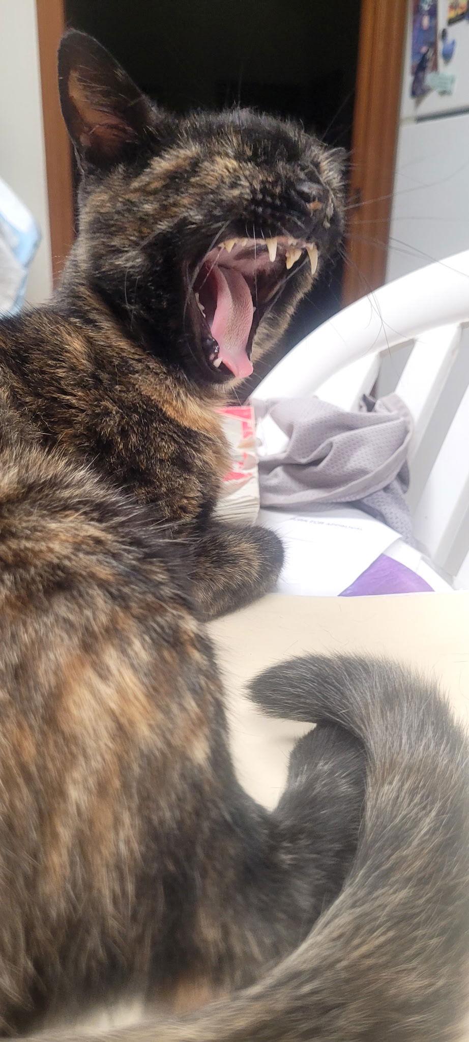 Enlarge Cassie, a Adoptable Domestic Short Hair in Oviedo, FL image 3/3