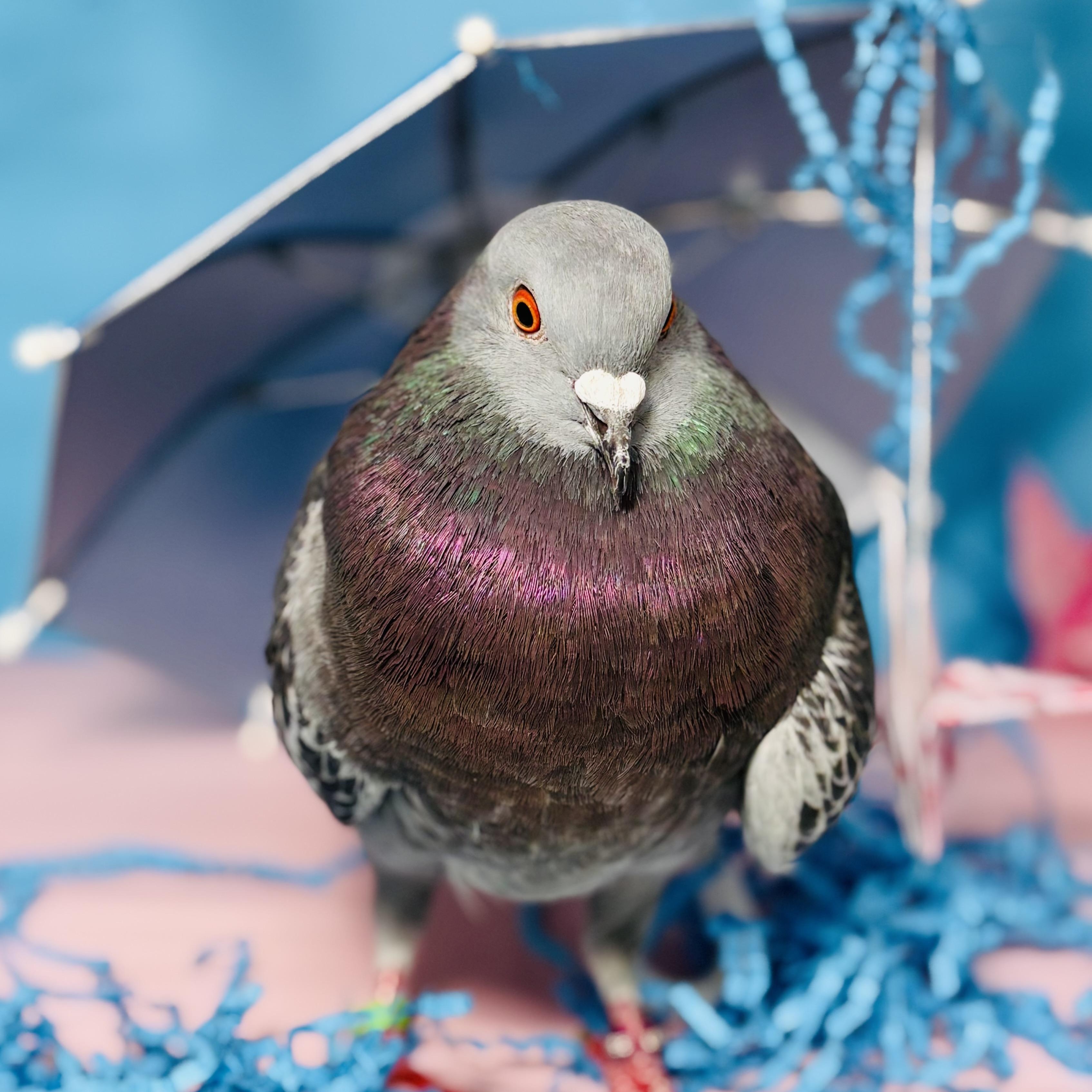 Enlarge Gianni, a Adoptable Pigeon in Chicago, IL image 6/6