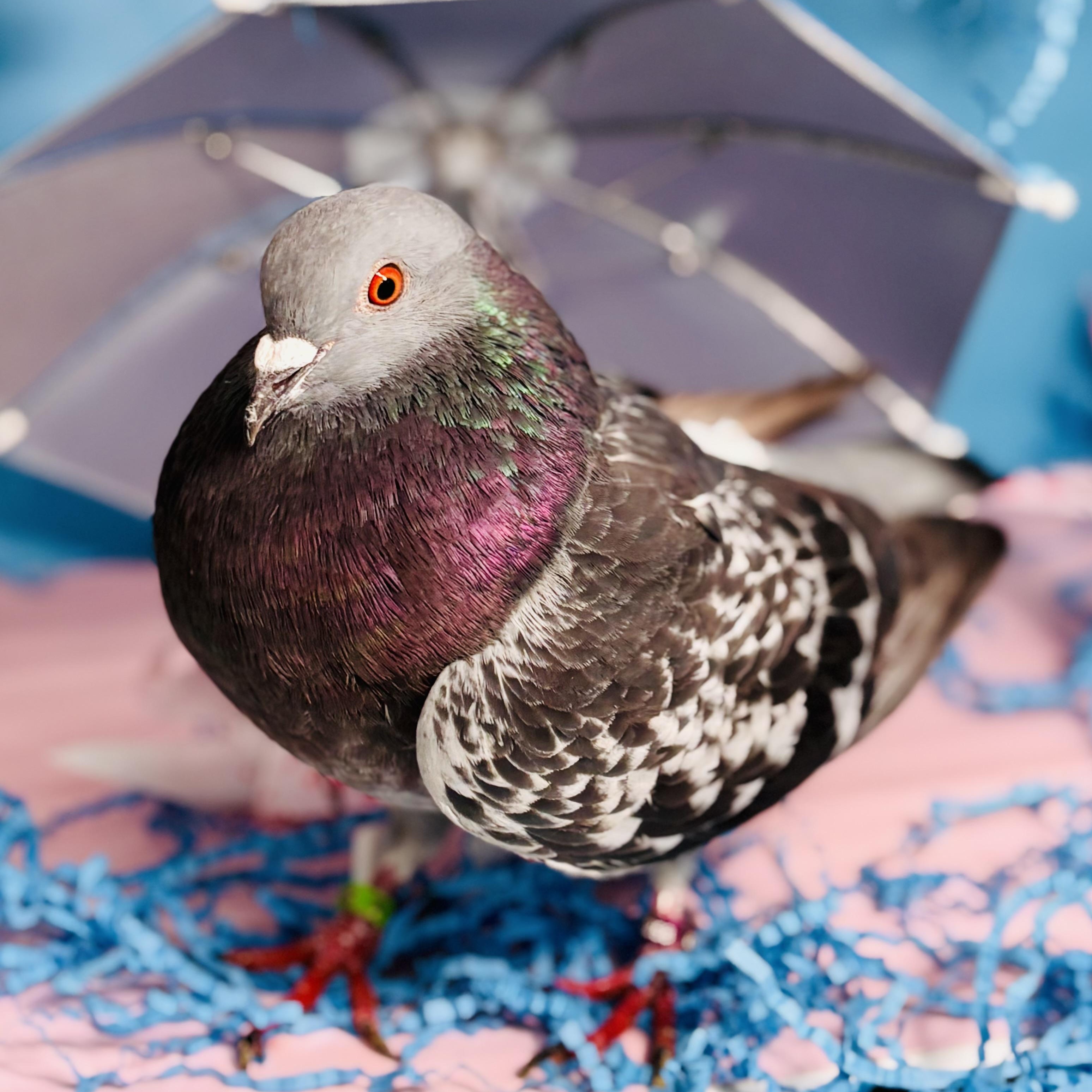 Enlarge Gianni, a Adoptable Pigeon in Chicago, IL image 1/6