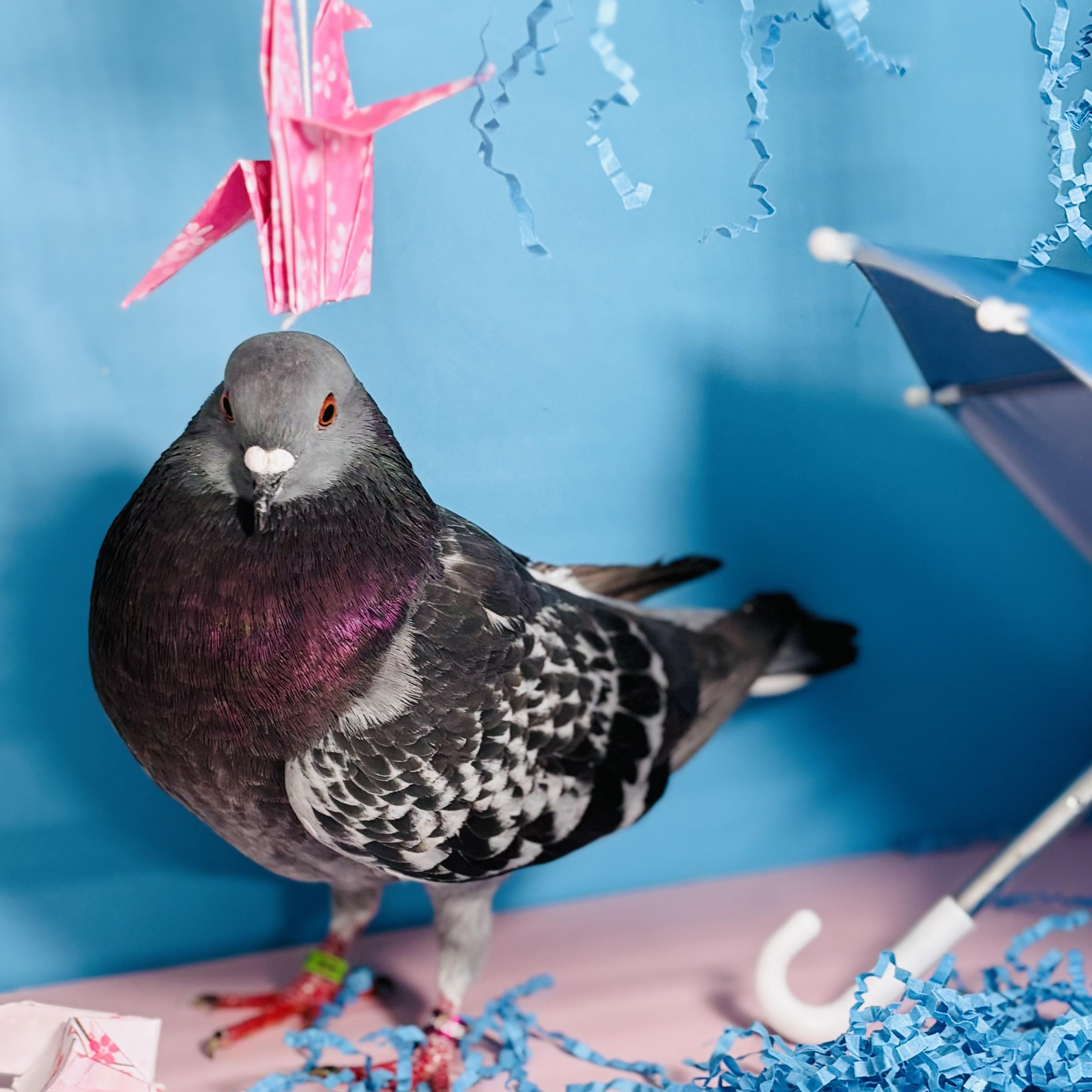 Enlarge Gianni, a Adoptable Pigeon in Chicago, IL image 4/6