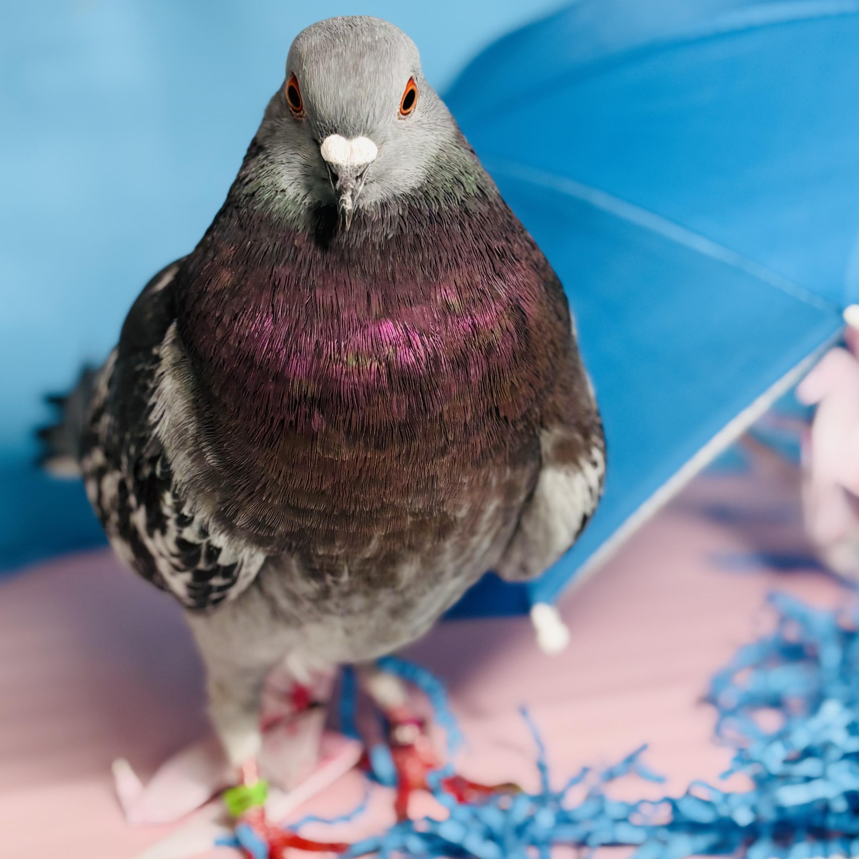 Enlarge Gianni, a Adoptable Pigeon in Chicago, IL image 5/6