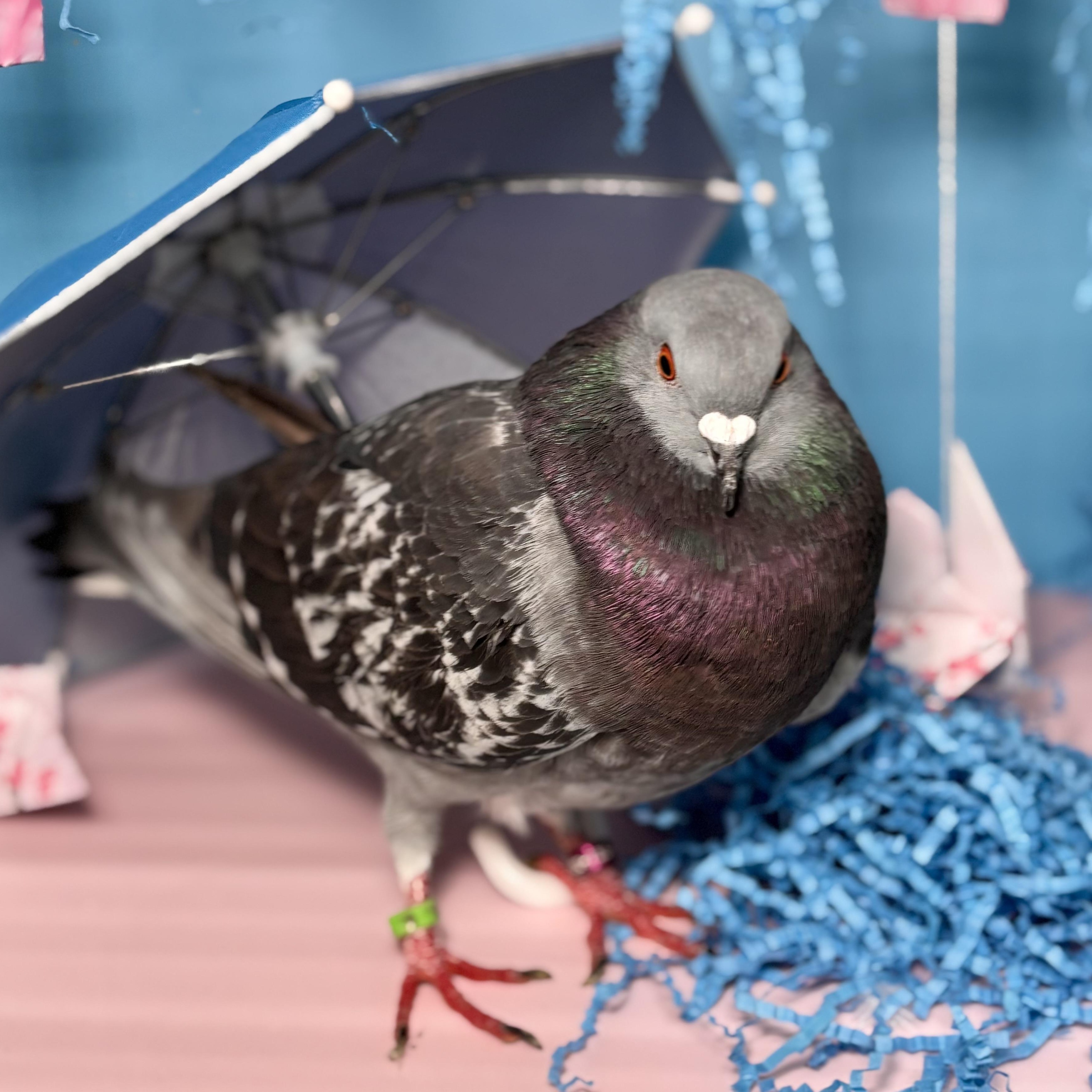 Enlarge Gianni, a Adoptable Pigeon in Chicago, IL image 3/6