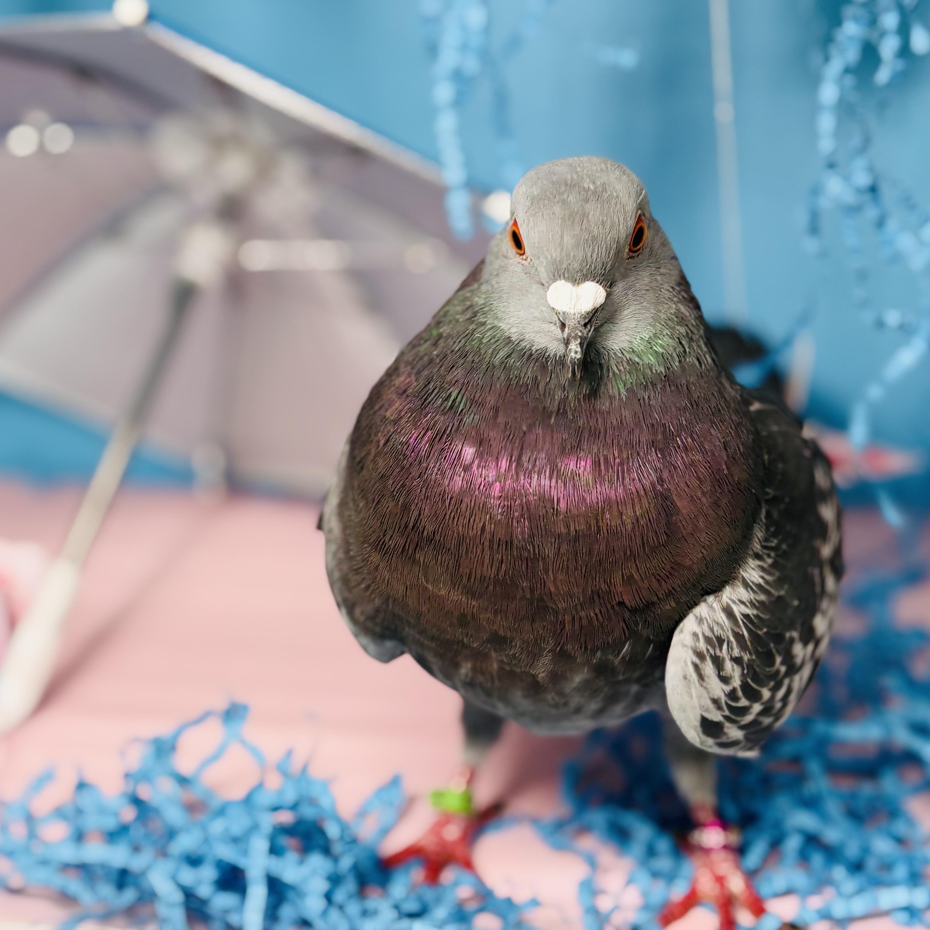 Enlarge Gianni, a Adoptable Pigeon in Chicago, IL image 2/6