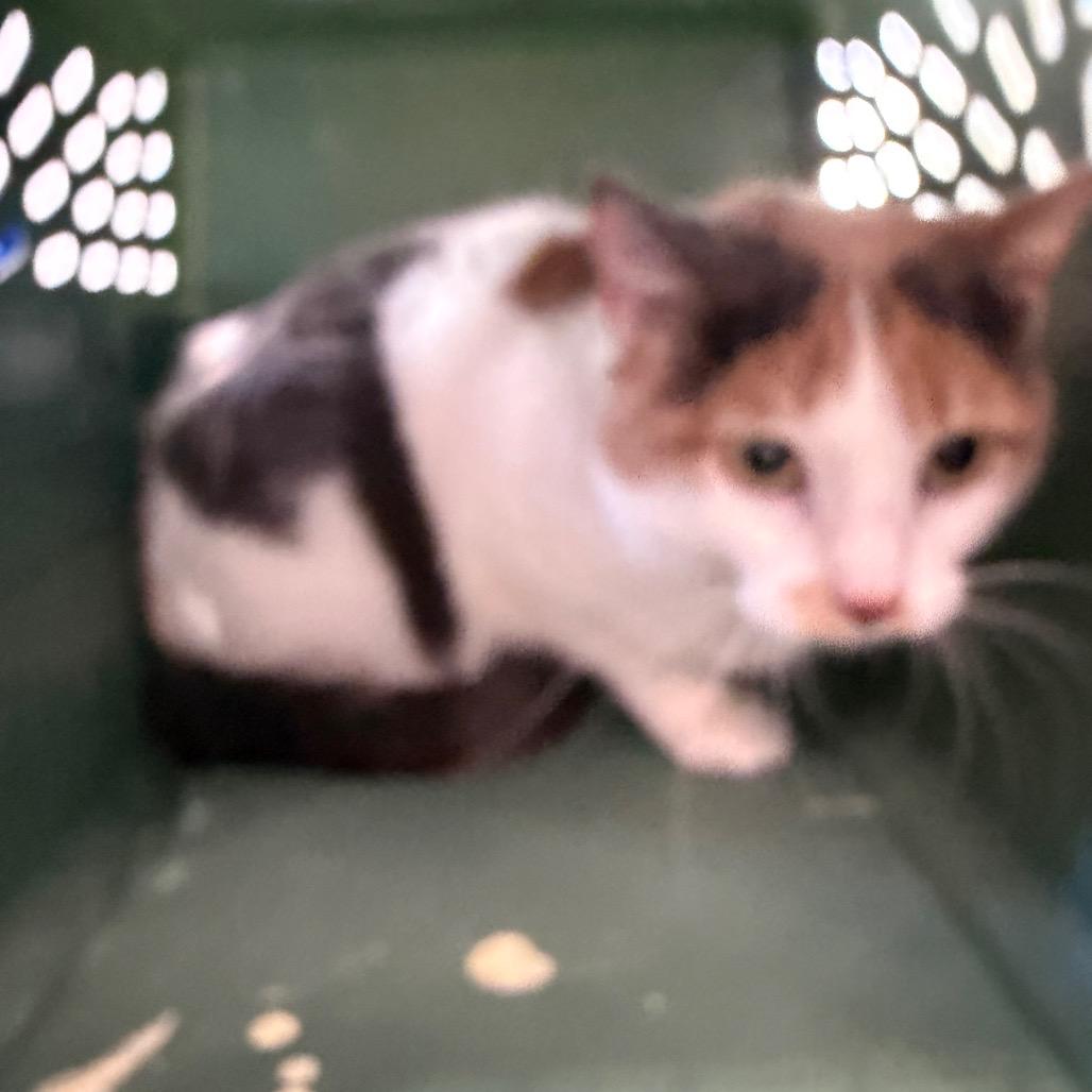Maizy, Adoptable, Adult Female Domestic Short Hair.
