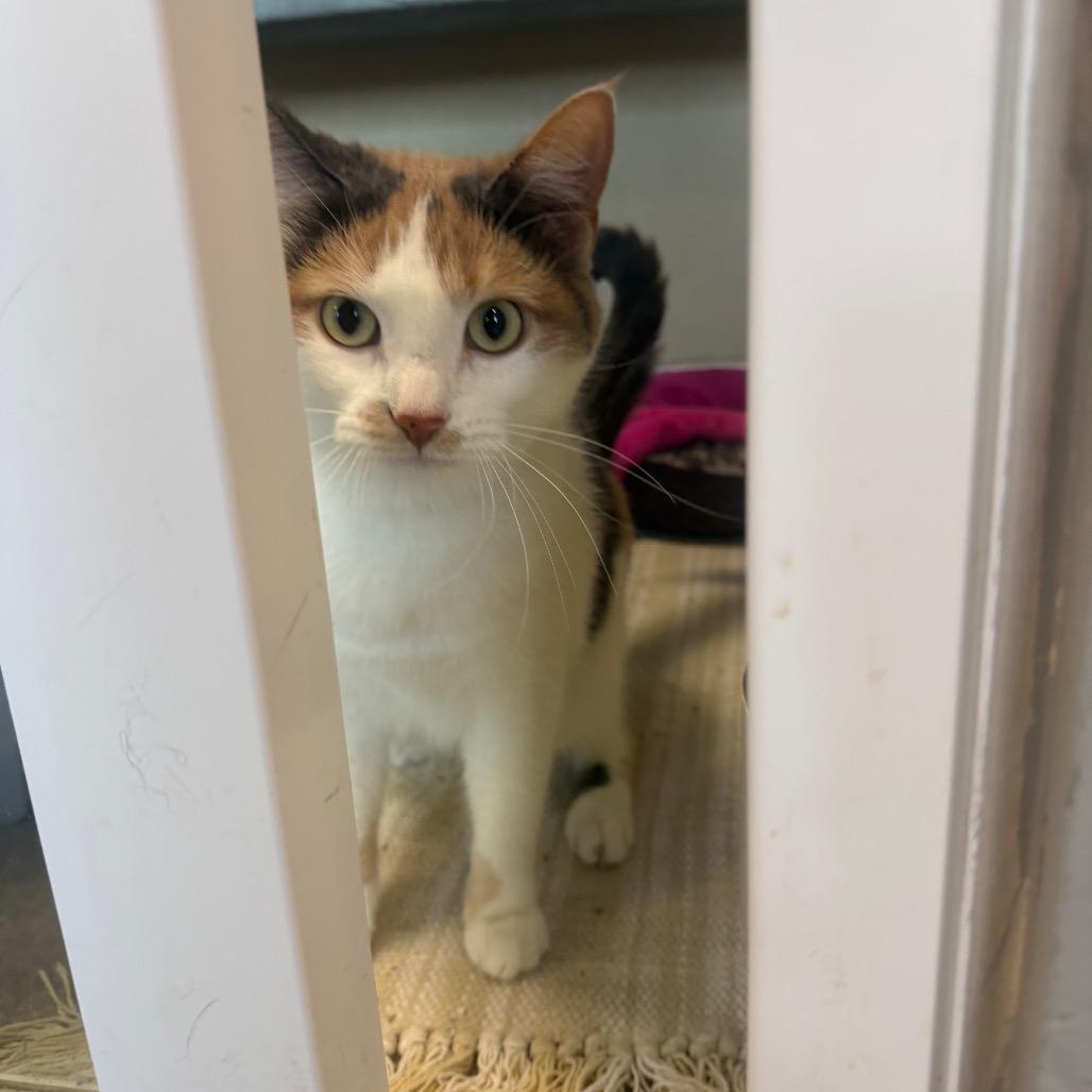 Maizy, a Adoptable Domestic Short Hair in Mankato, MN image 2/6