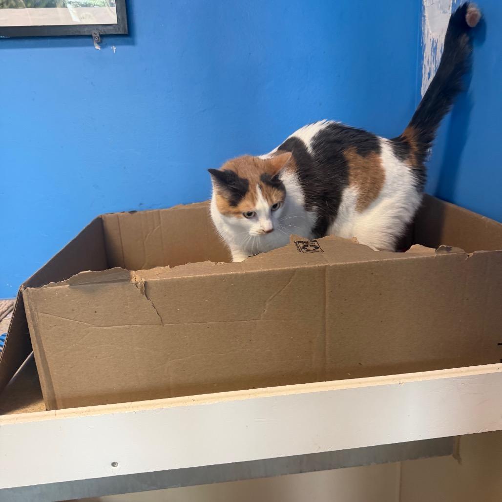 Maizy, a Adoptable Domestic Short Hair in Mankato, MN image 3/6