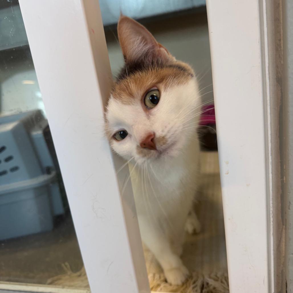 Maizy, a Adoptable Domestic Short Hair in Mankato, MN image 4/6