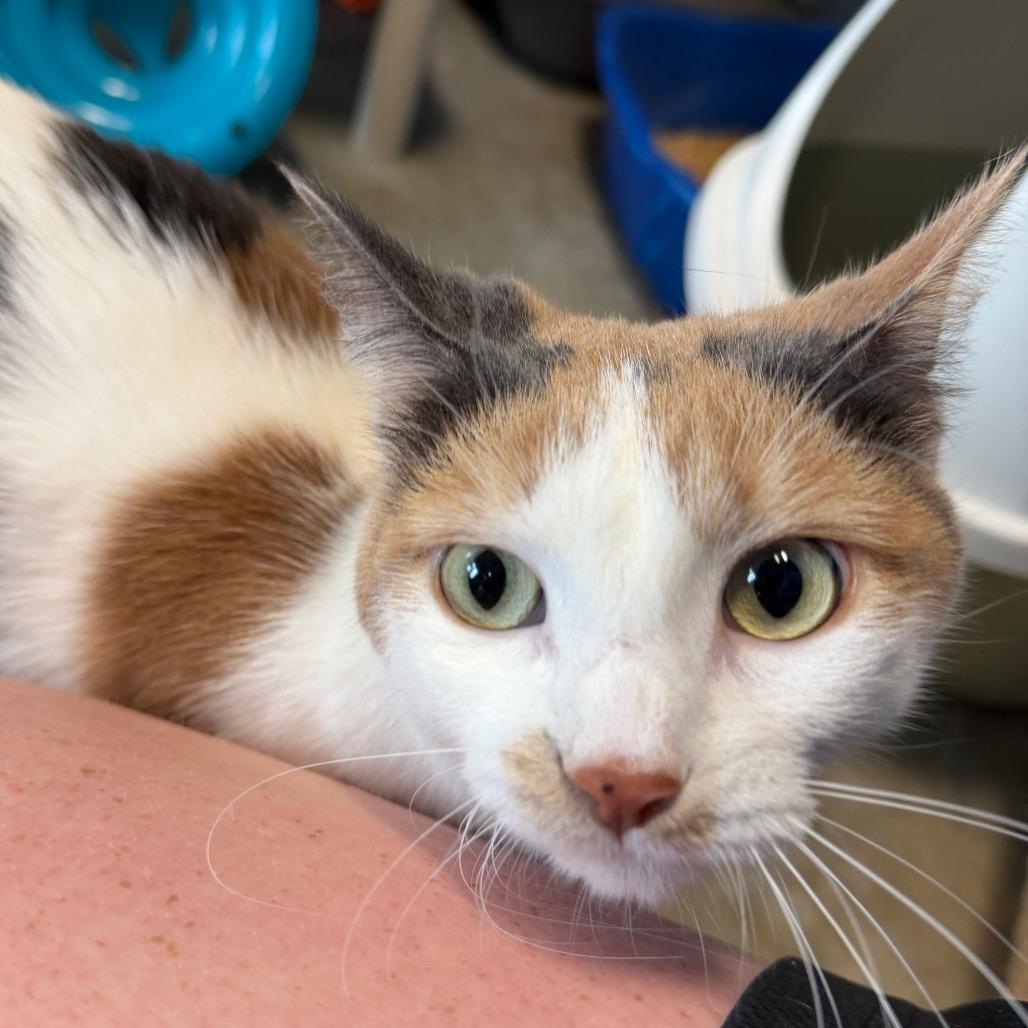 Maizy, a Adoptable Domestic Short Hair in Mankato, MN image 5/6