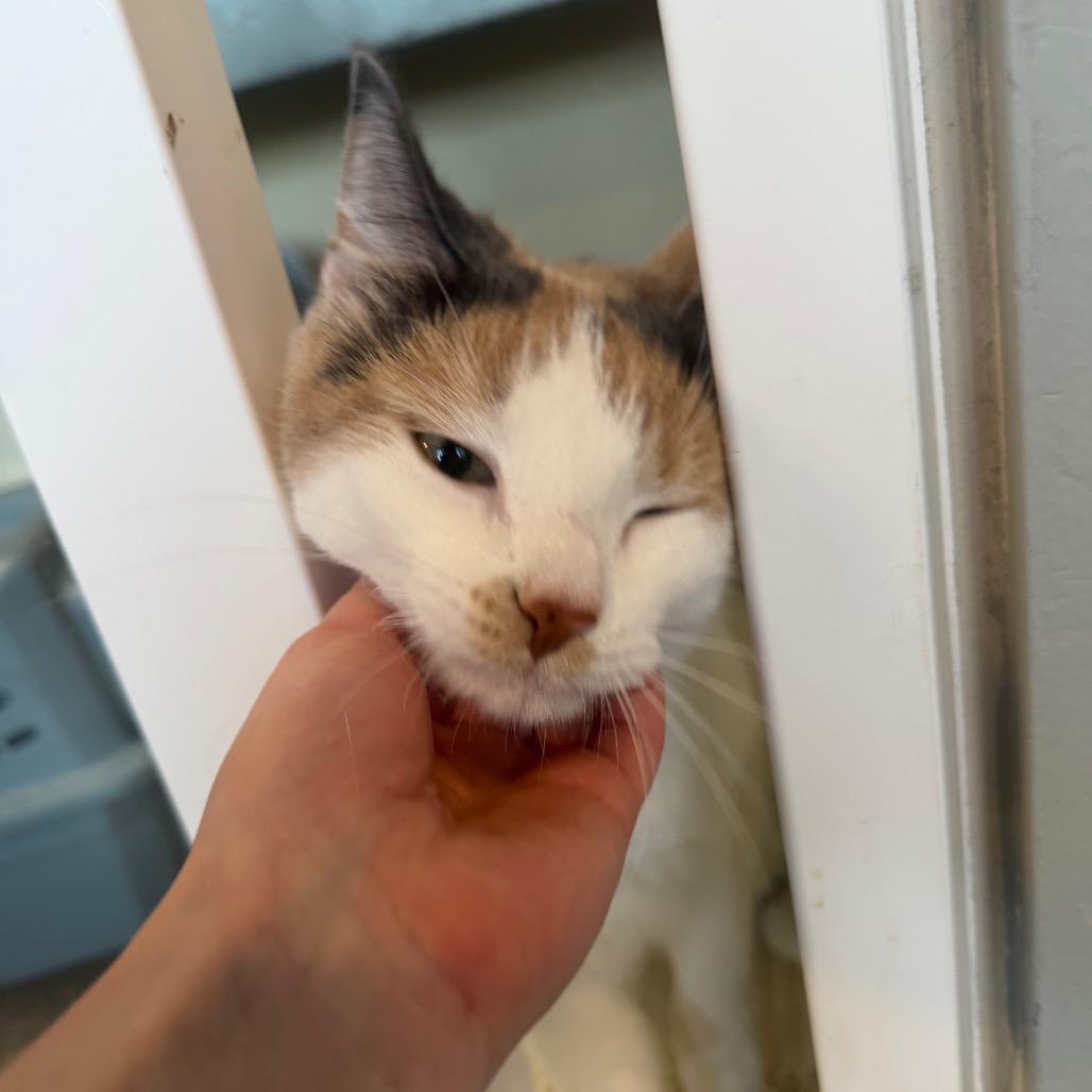 Maizy, a Adoptable Domestic Short Hair in Mankato, MN image 6/6