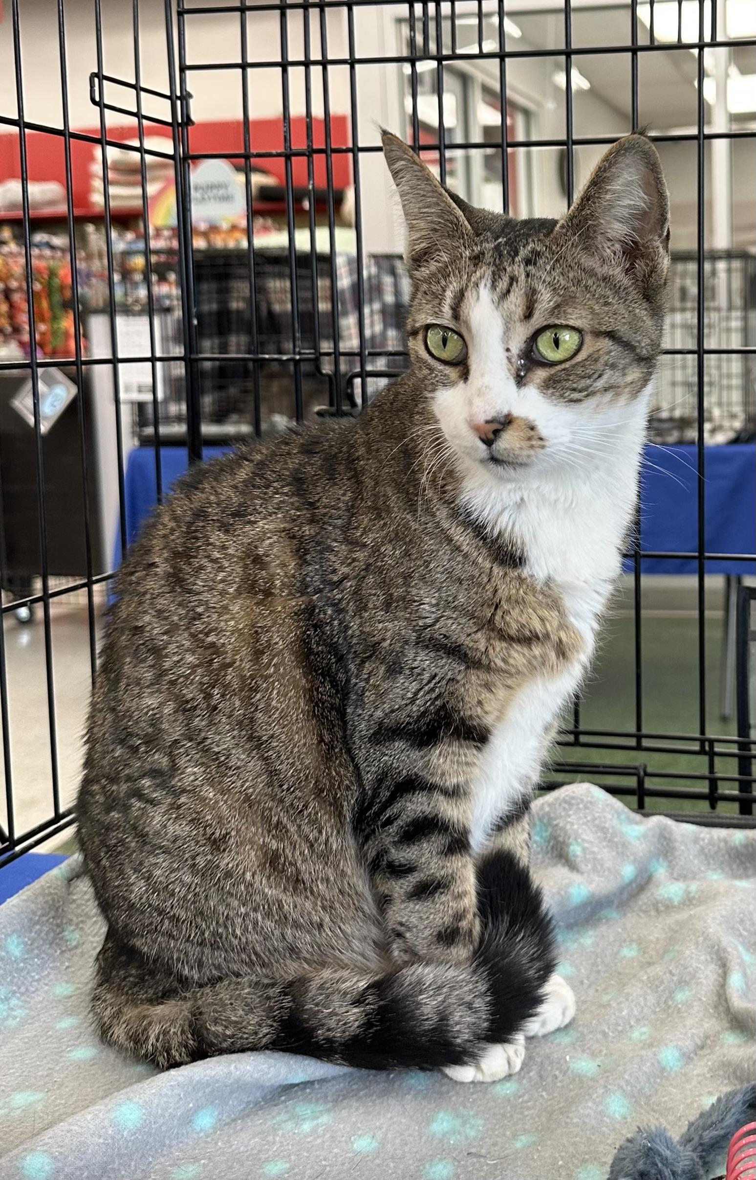 Amy, ADOPTABLE, Senior Female Domestic Short Hair.