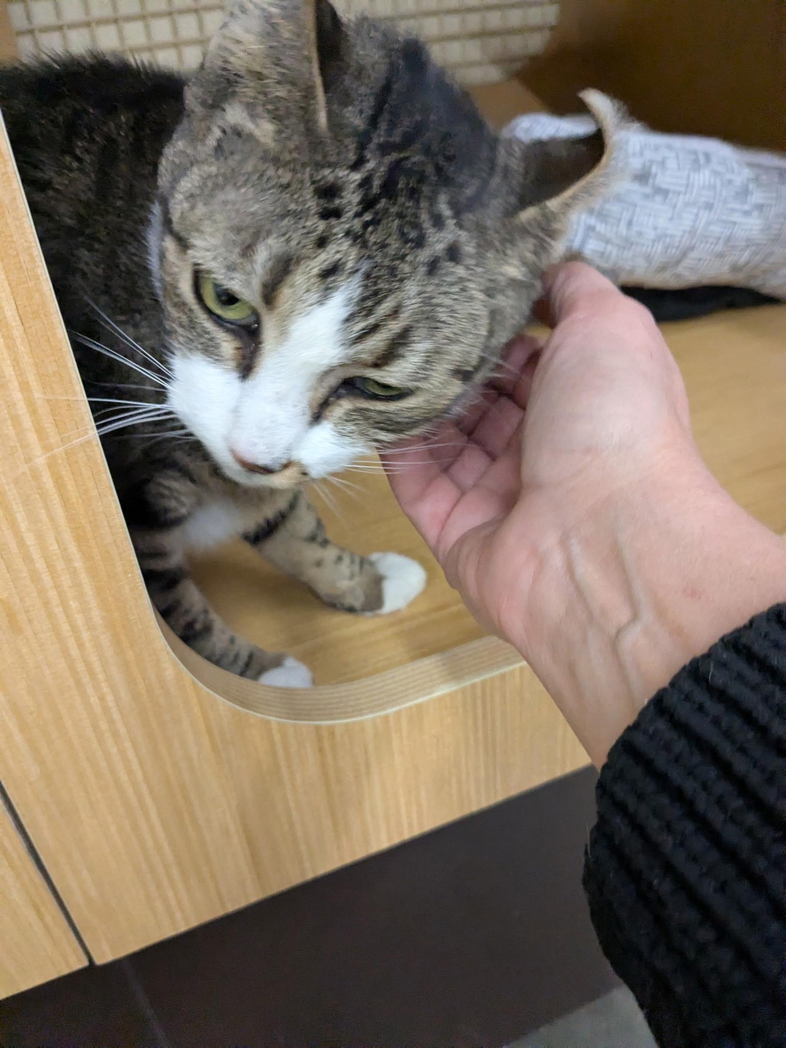 Enlarge Amy, a ADOPTABLE Domestic Short Hair in Easley, SC image 2/4