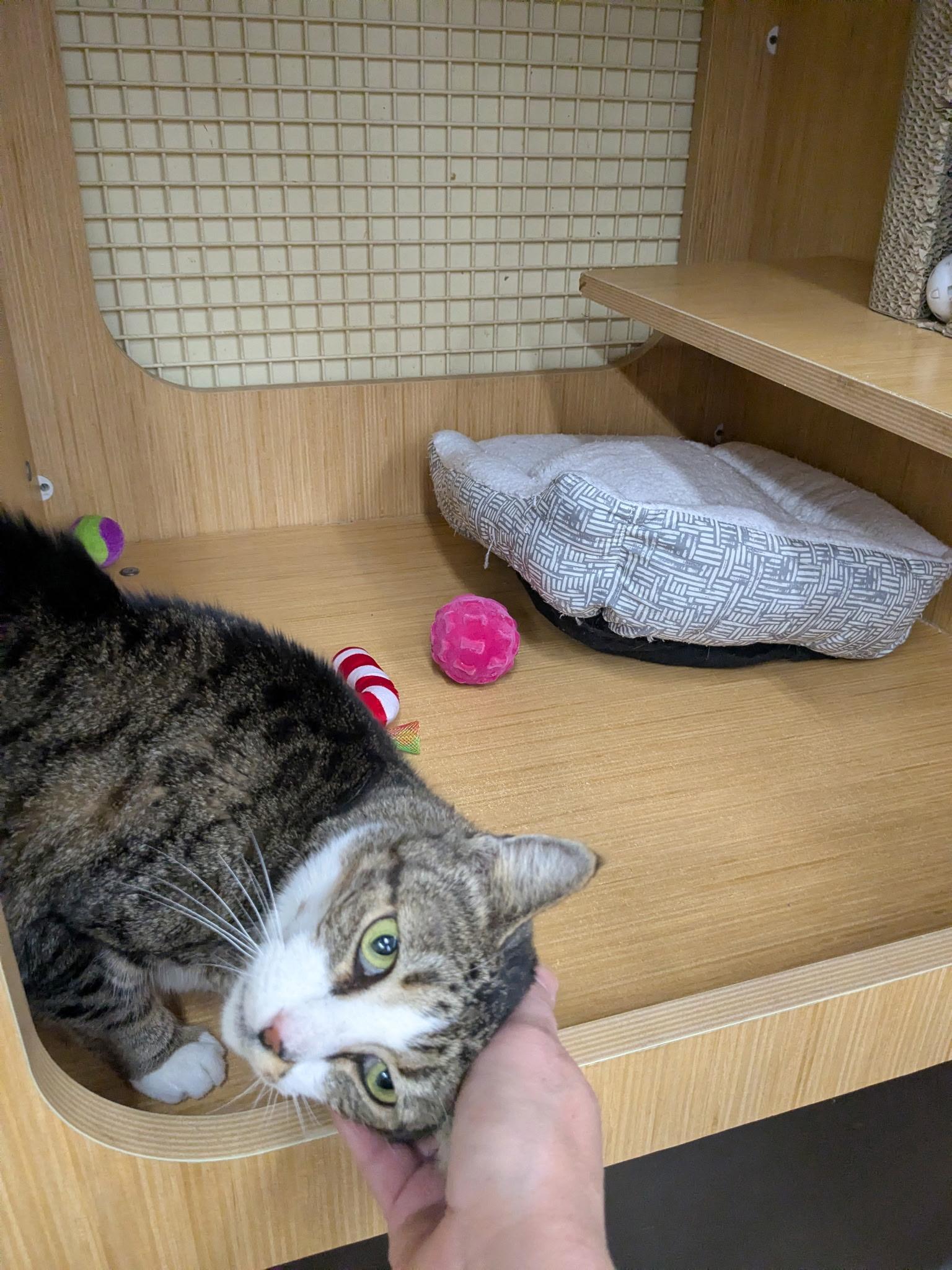 Enlarge Amy, a ADOPTABLE Domestic Short Hair in Easley, SC image 3/4