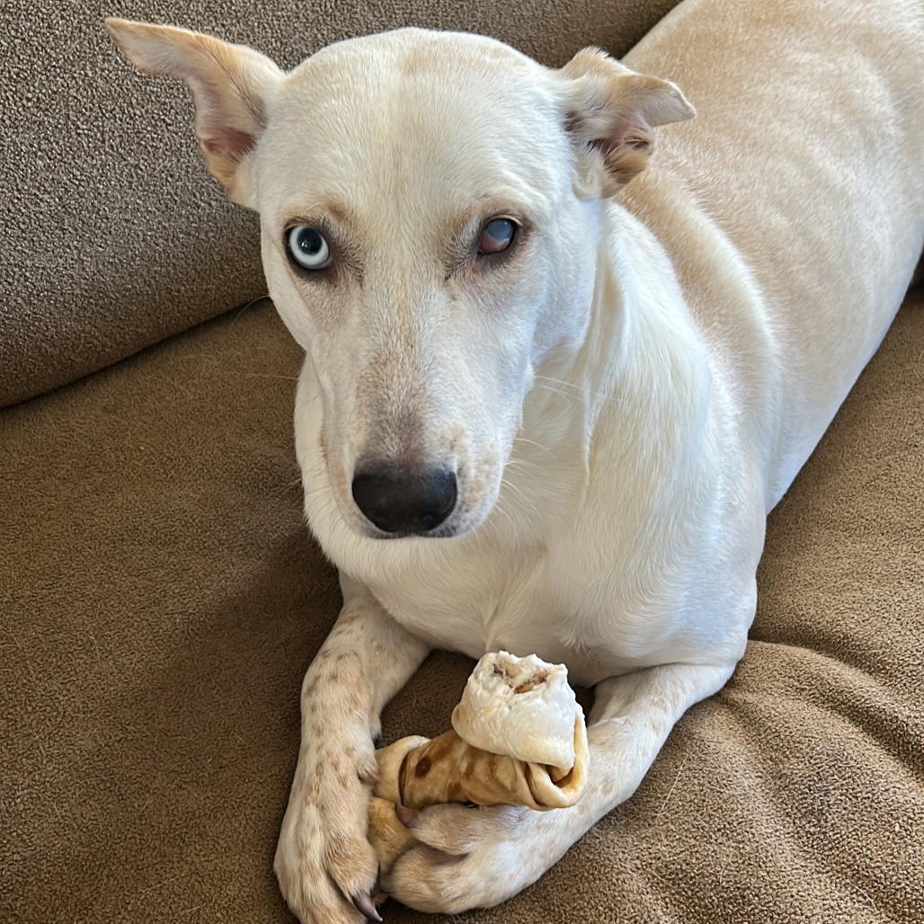 Enlarge Waverlynn *, a Adoptable Canaan Dog in Waynesville, NC image 3/6