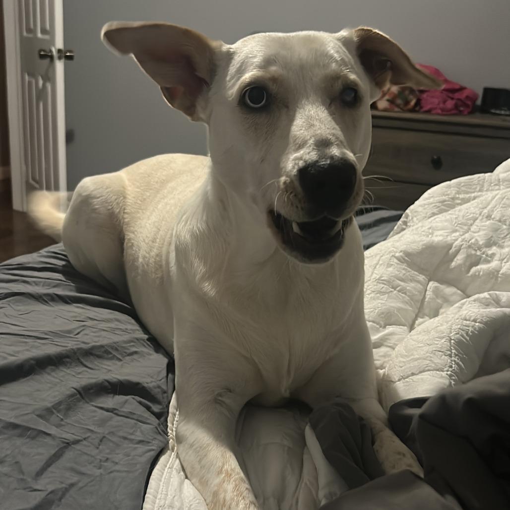 Enlarge Waverlynn *, a Adoptable Canaan Dog in Waynesville, NC image 6/6