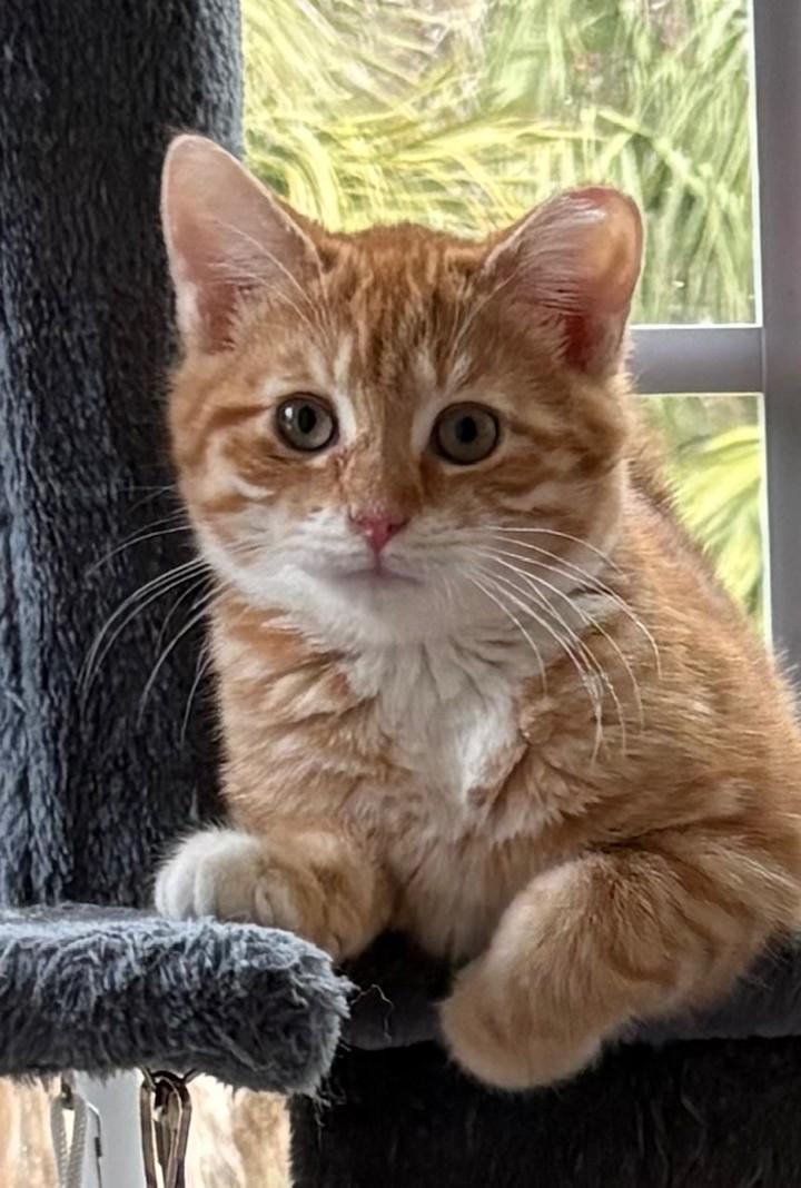 Butterball, adopted, Young Male Tabby & Domestic Short Hair.