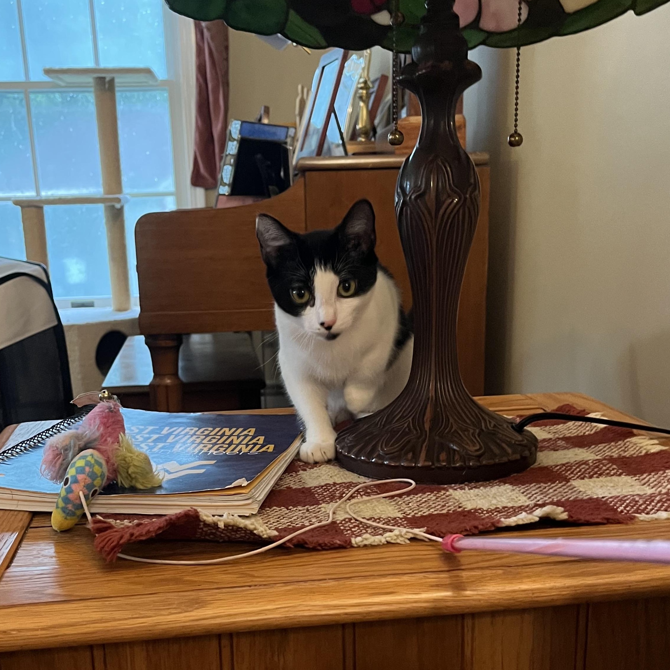 Sophie & Kate, a Adoptable mixed breed in West Milford, NJ image 4/6