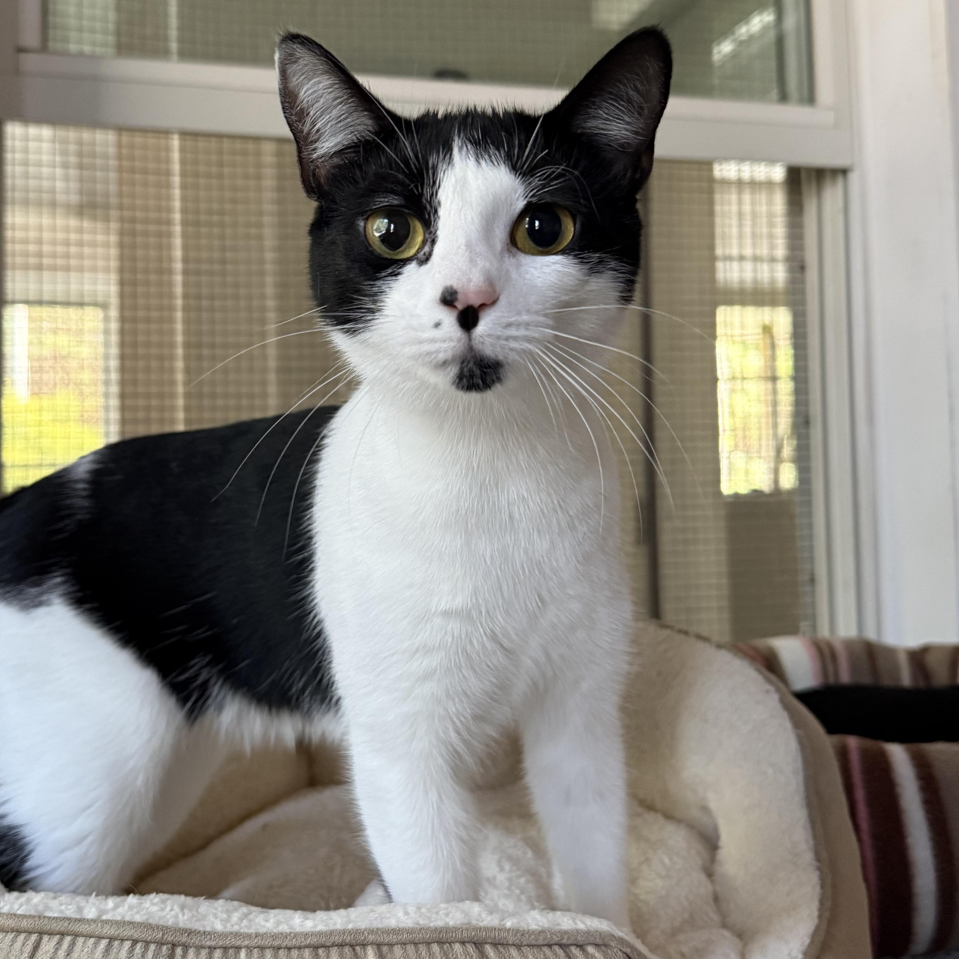 Sophie, a Adoptable mixed breed in West Milford, NJ image 1/6