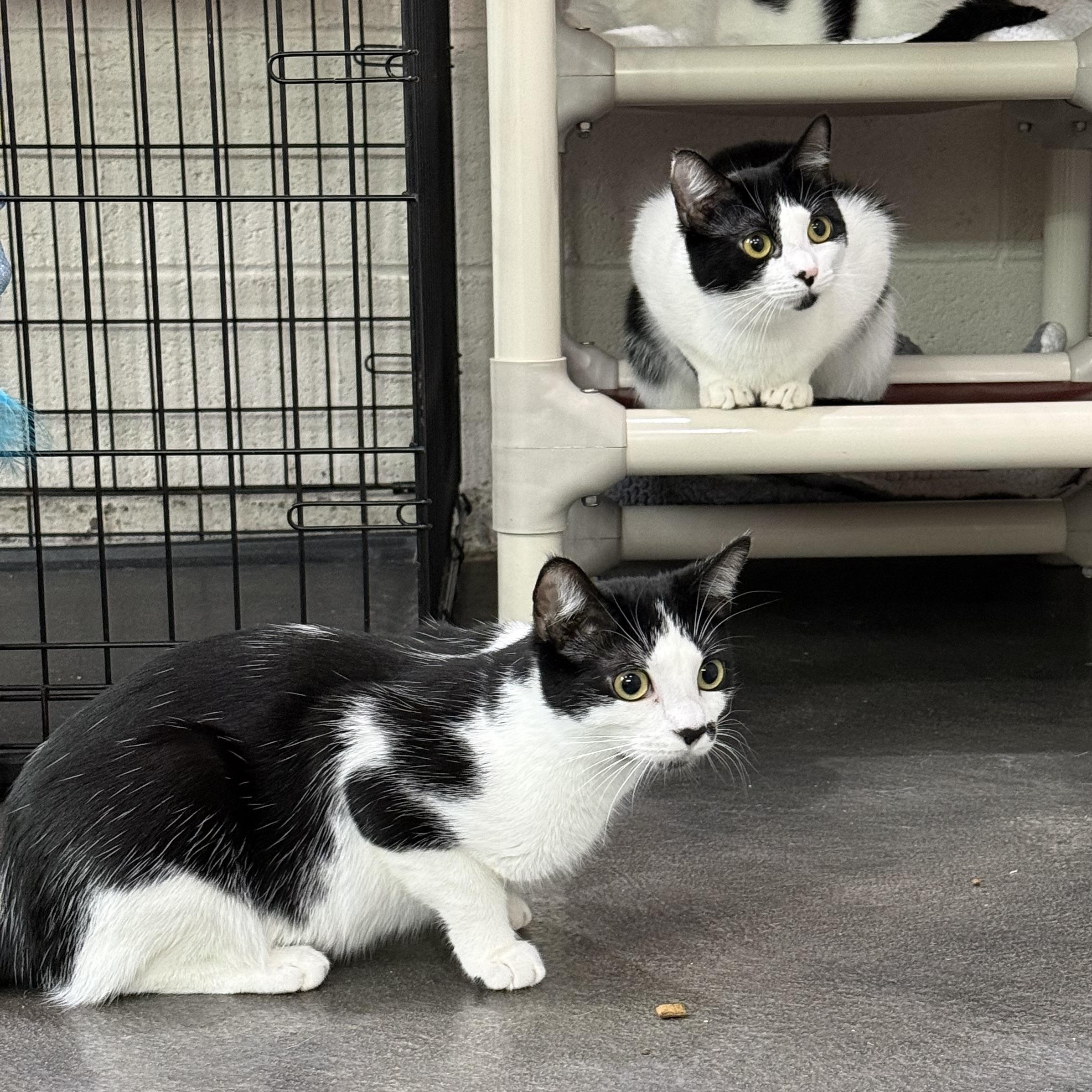 Enlarge Sophie & Kate, a Adoptable mixed breed in West Milford, NJ image 5/6