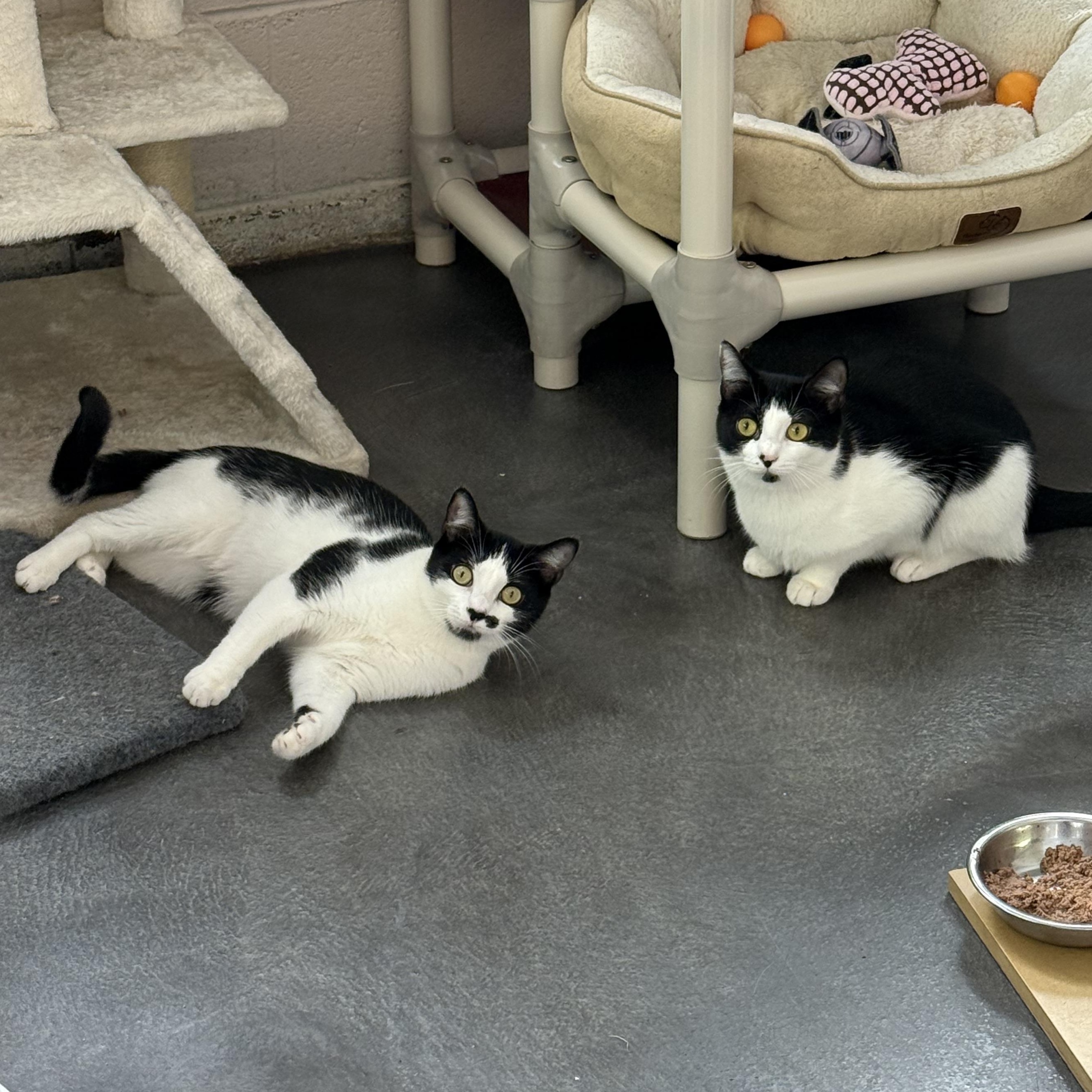 Enlarge Sophie & Kate, a Adoptable mixed breed in West Milford, NJ image 2/6