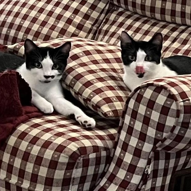 Sophie & Kate, a Adoptable mixed breed in West Milford, NJ image 5/6