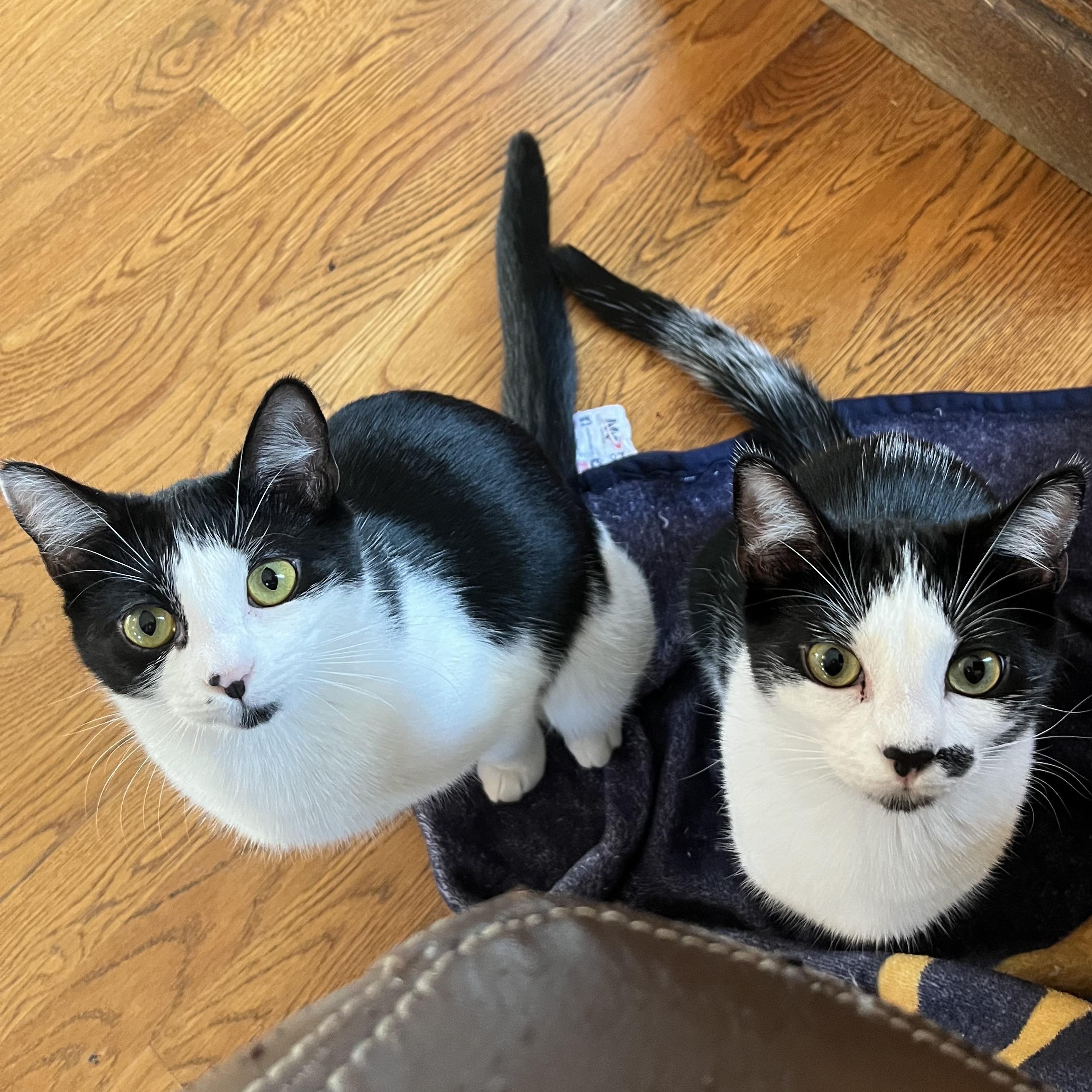 Sophie & Kate, Adoptable, Kitten Female Domestic Short Hair.