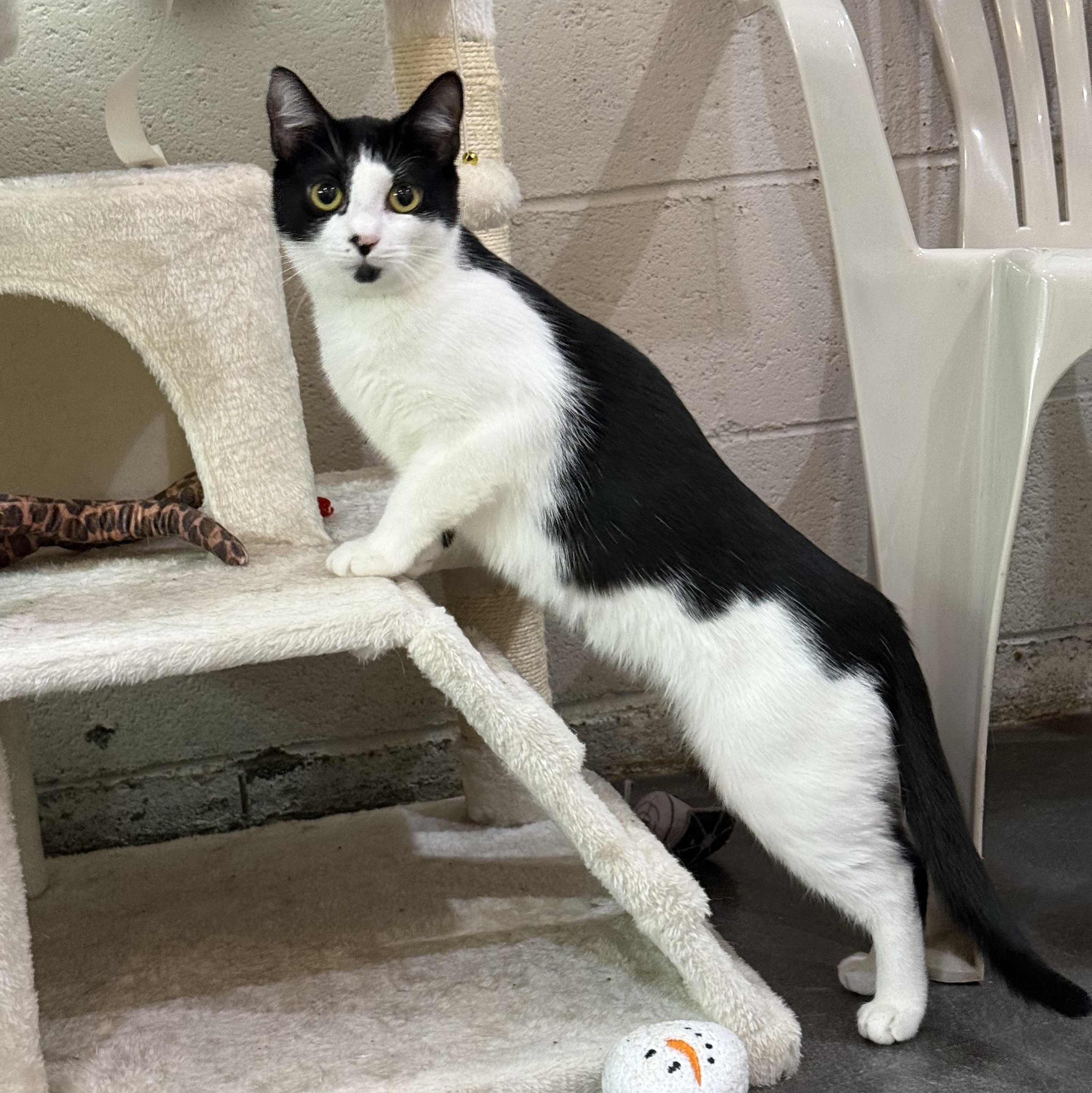 Enlarge Sophie & Kate, a Adoptable mixed breed in West Milford, NJ image 4/6