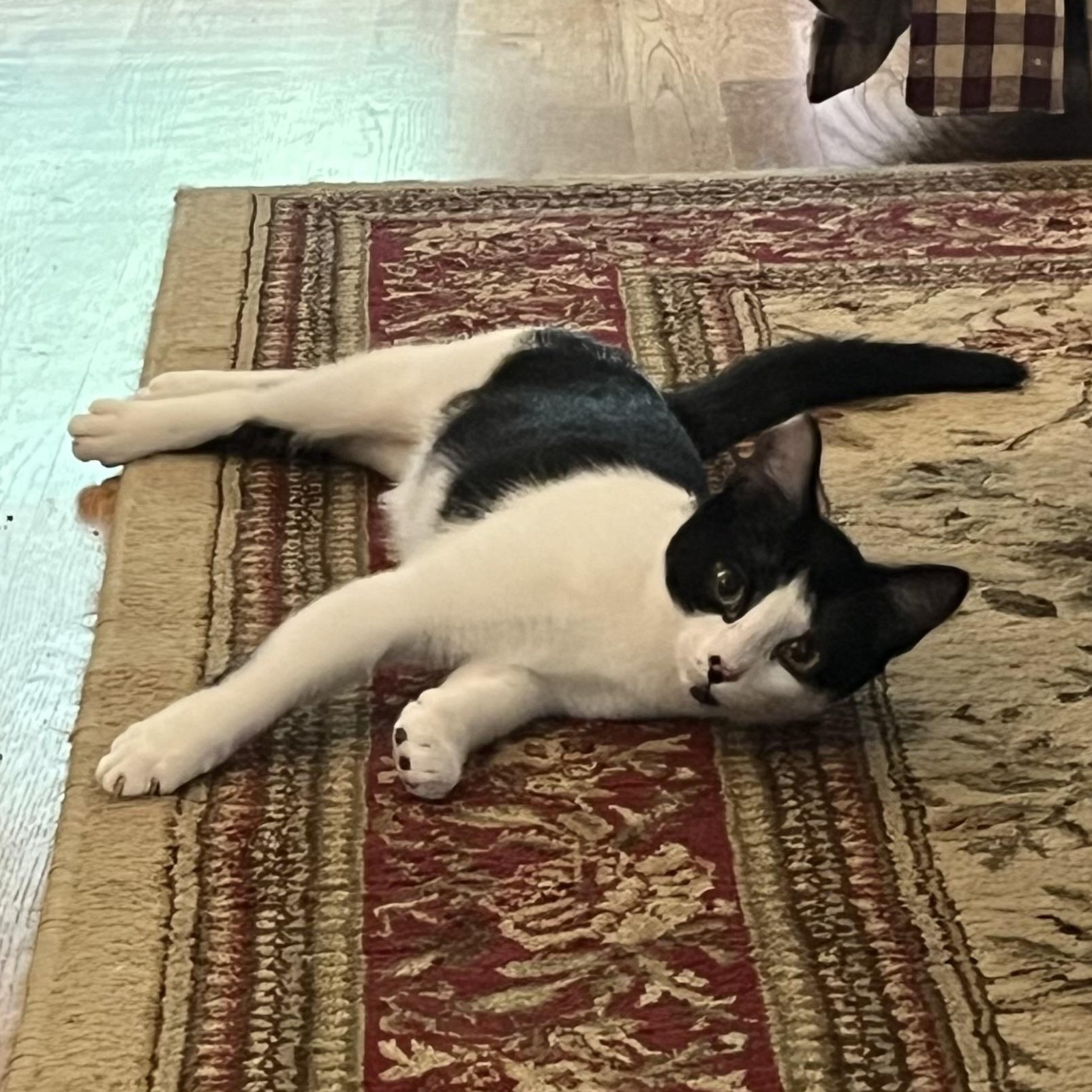 Sophie & Kate, a Adoptable mixed breed in West Milford, NJ image 6/6