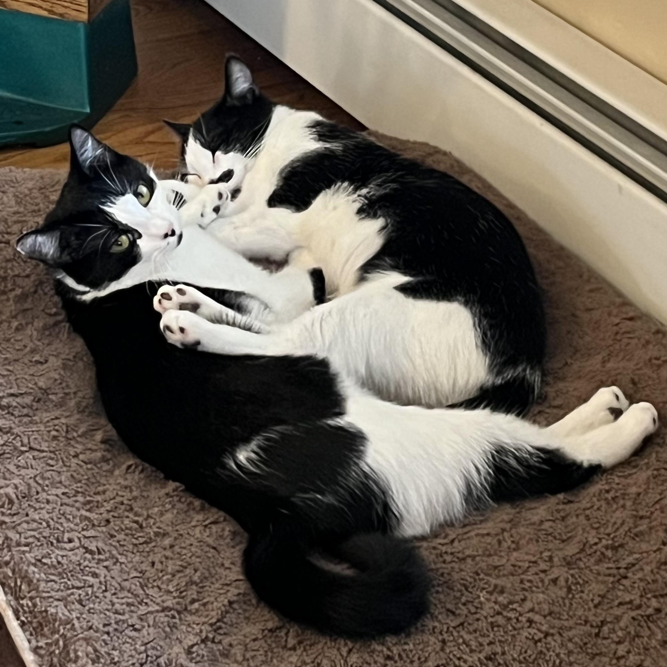 Enlarge Sophie & Kate, a Adoptable mixed breed in West Milford, NJ image 3/6