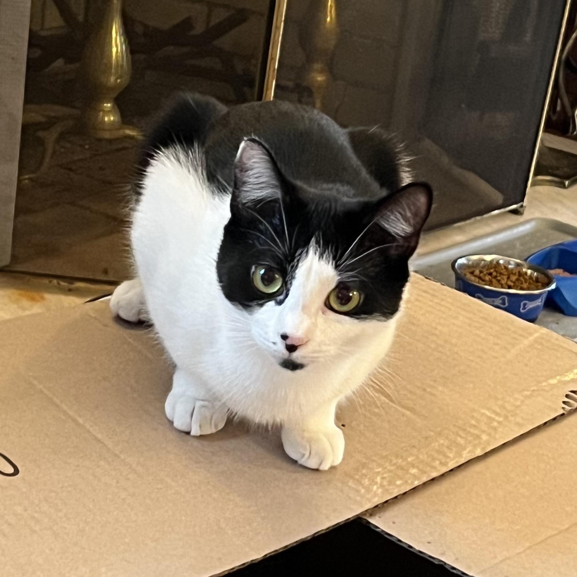 Enlarge Sophie & Kate, a Adoptable mixed breed in West Milford, NJ image 2/6