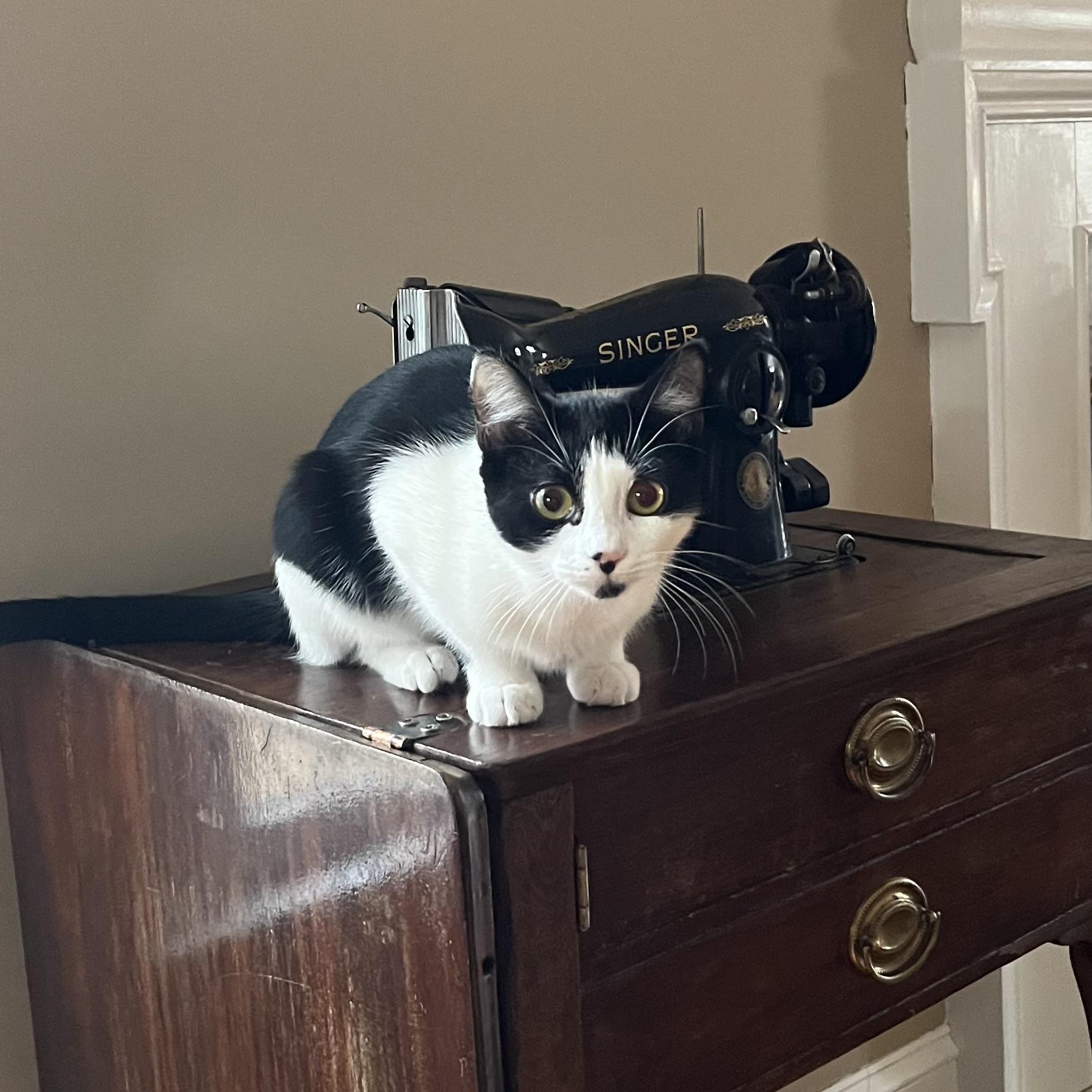 Sophie & Kate, a Adoptable mixed breed in West Milford, NJ image 3/6