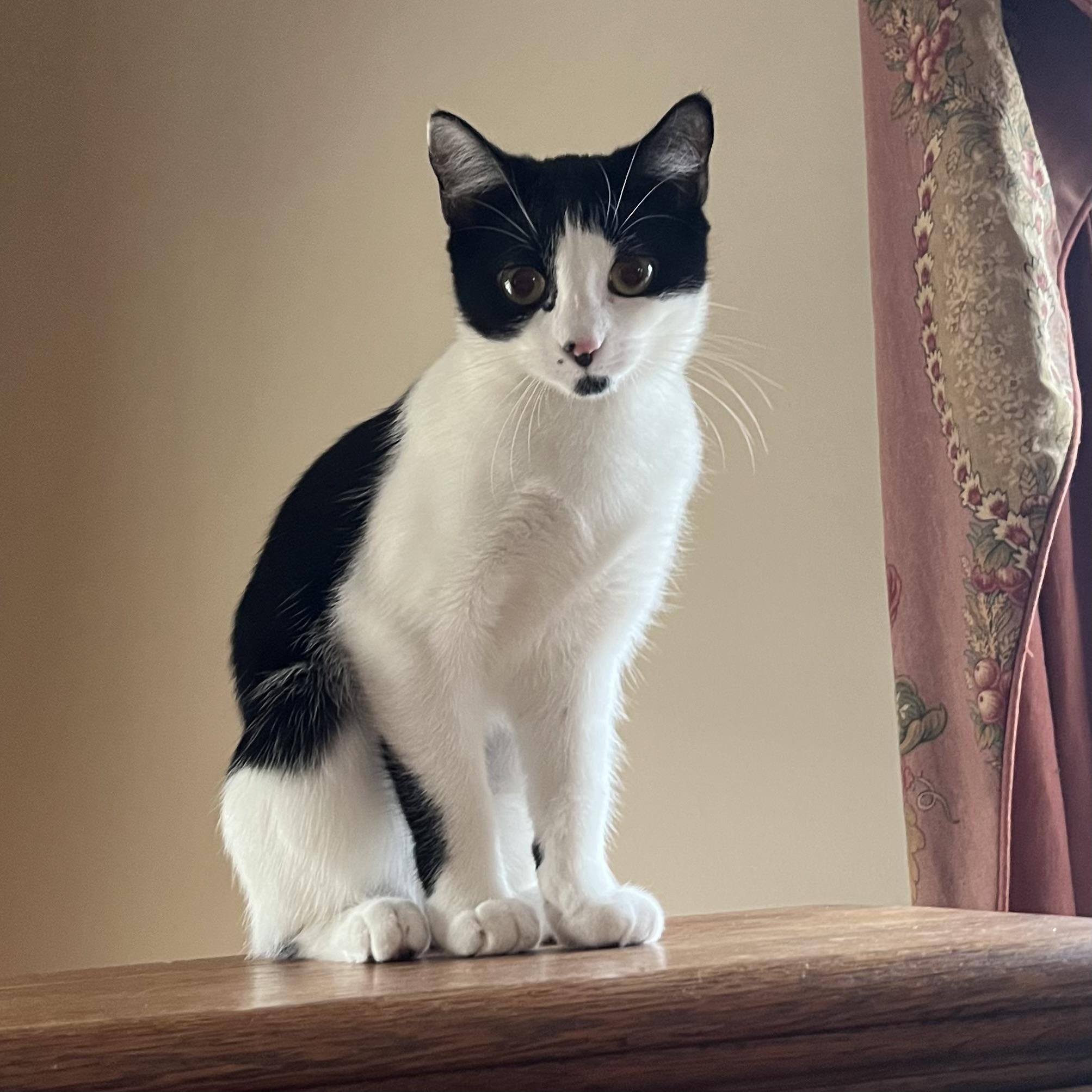 Sophie & Kate, Adoptable, Kitten Female Domestic Short Hair.