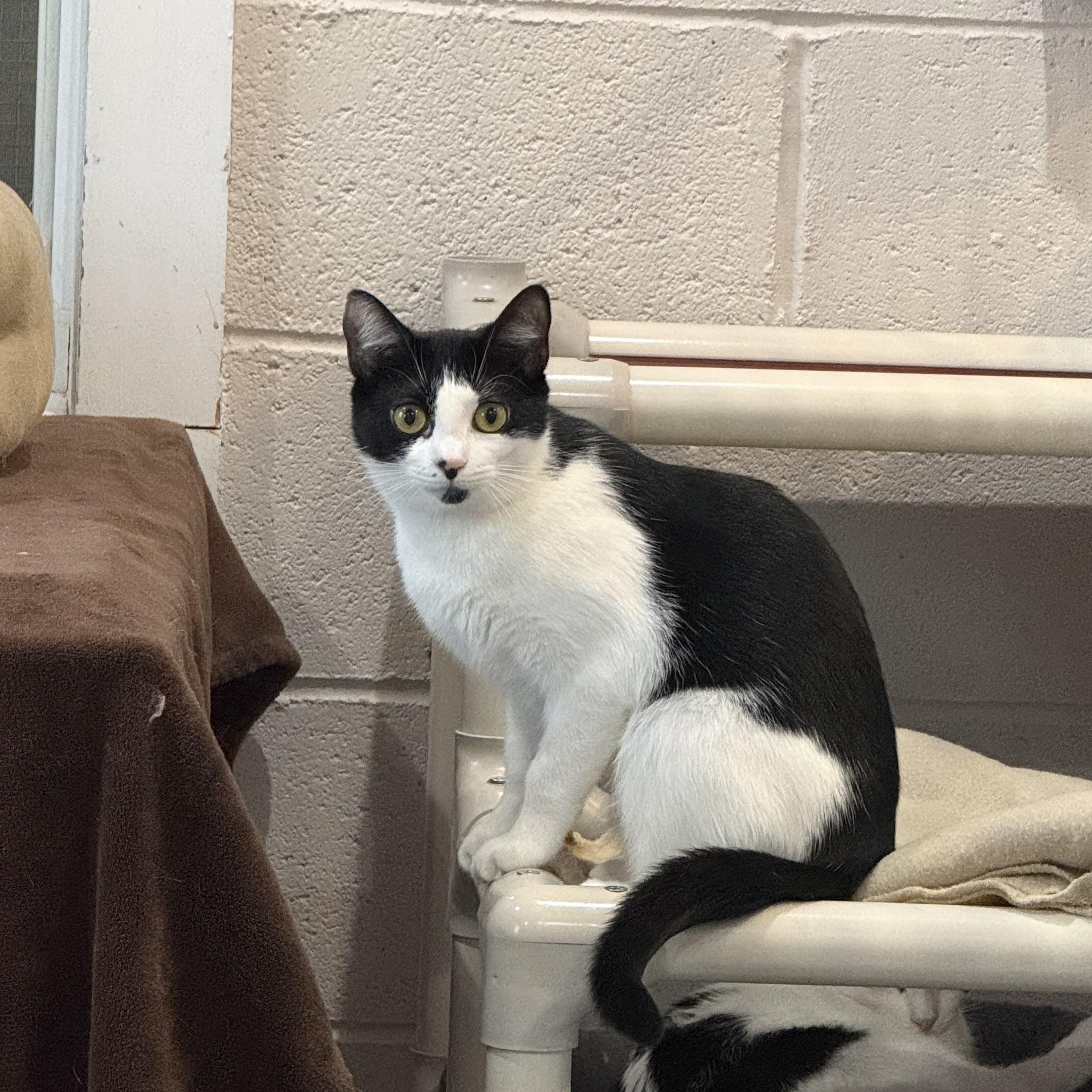 Enlarge Sophie & Kate, a Adoptable mixed breed in West Milford, NJ image 6/6