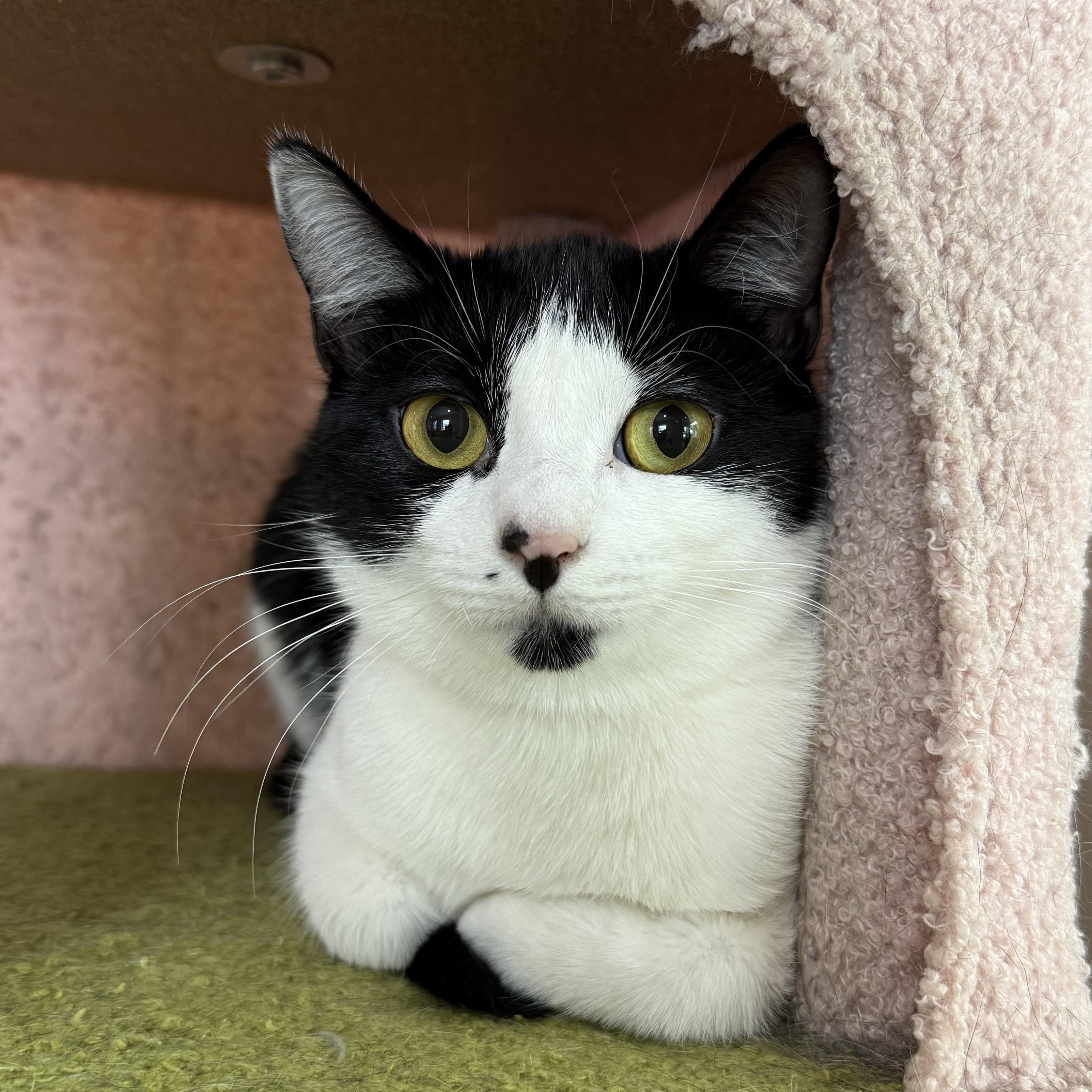 Sophie & Kate, Adoptable, Kitten Female Domestic Short Hair.