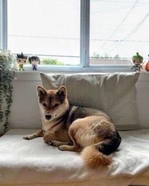 Choji, Adoptable, Young Female Shiba Inu & Mixed Breed.