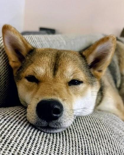 Choji, a Adoptable mixed breed in Montreal, QC image 2/3