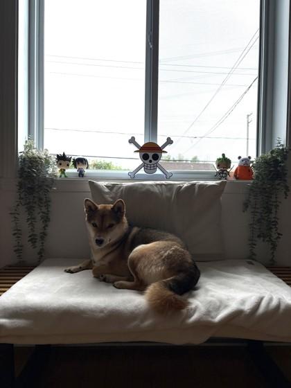 Choji, a Adoptable mixed breed in Montreal, QC image 2/3