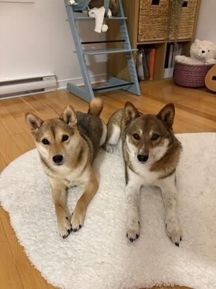 Choji, a Adoptable mixed breed in Montreal, QC image 3/3