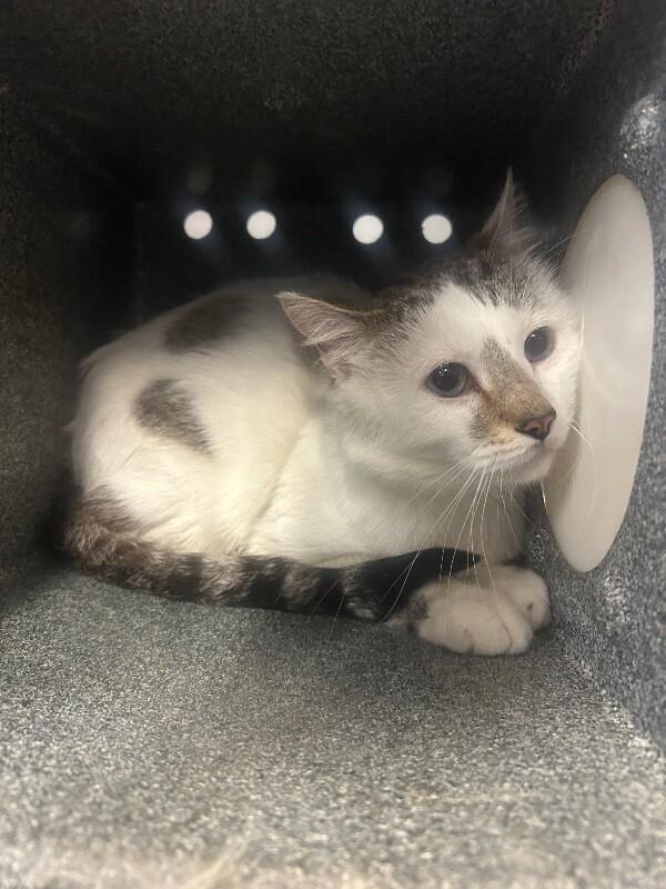 Poppy, Adoptable, Adult Male Domestic Short Hair.